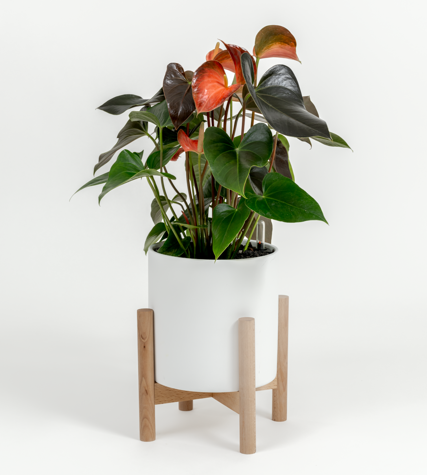 Anthurium andraeanum 'Pink'