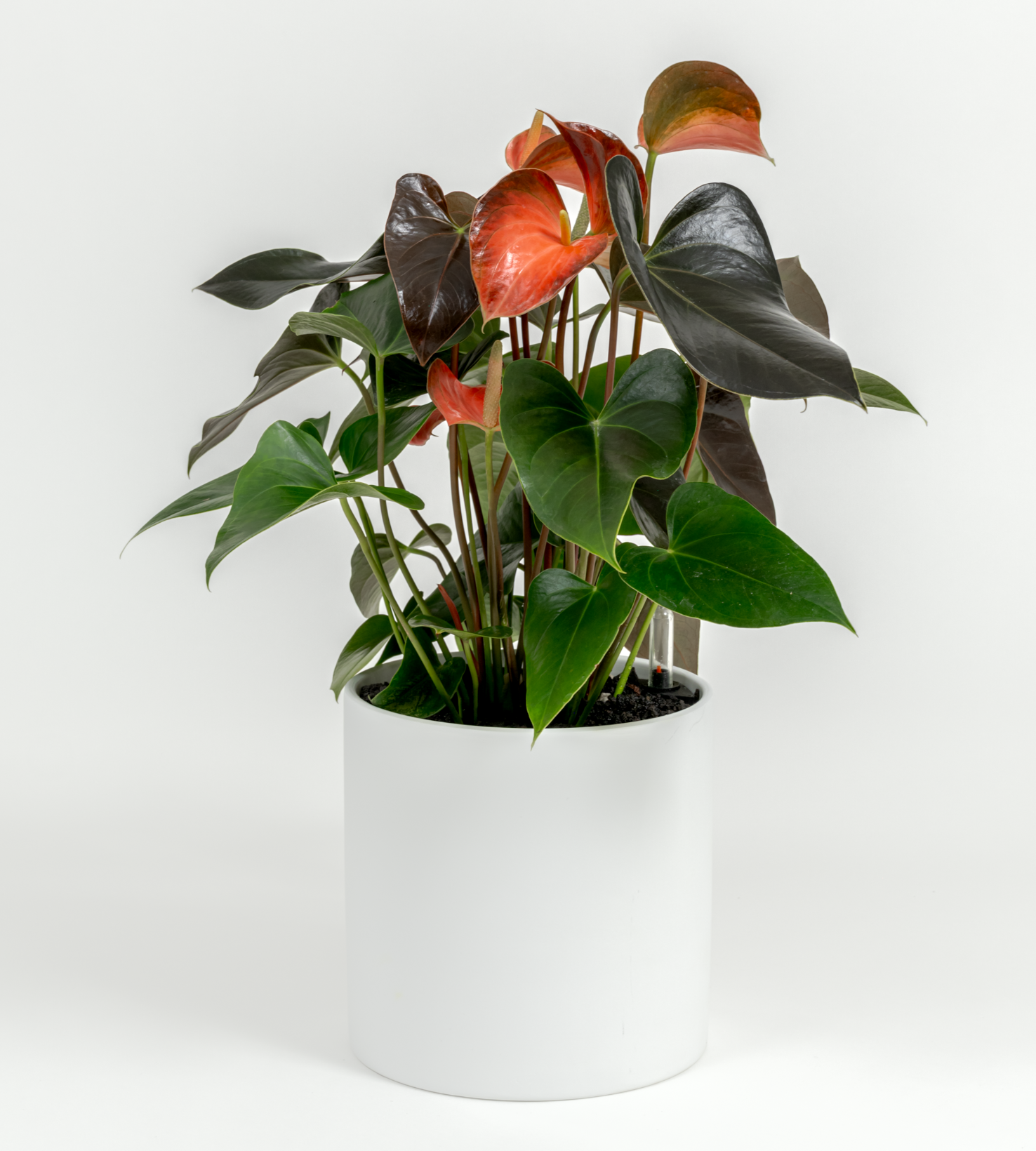 Anthurium andraeanum 'Pink'