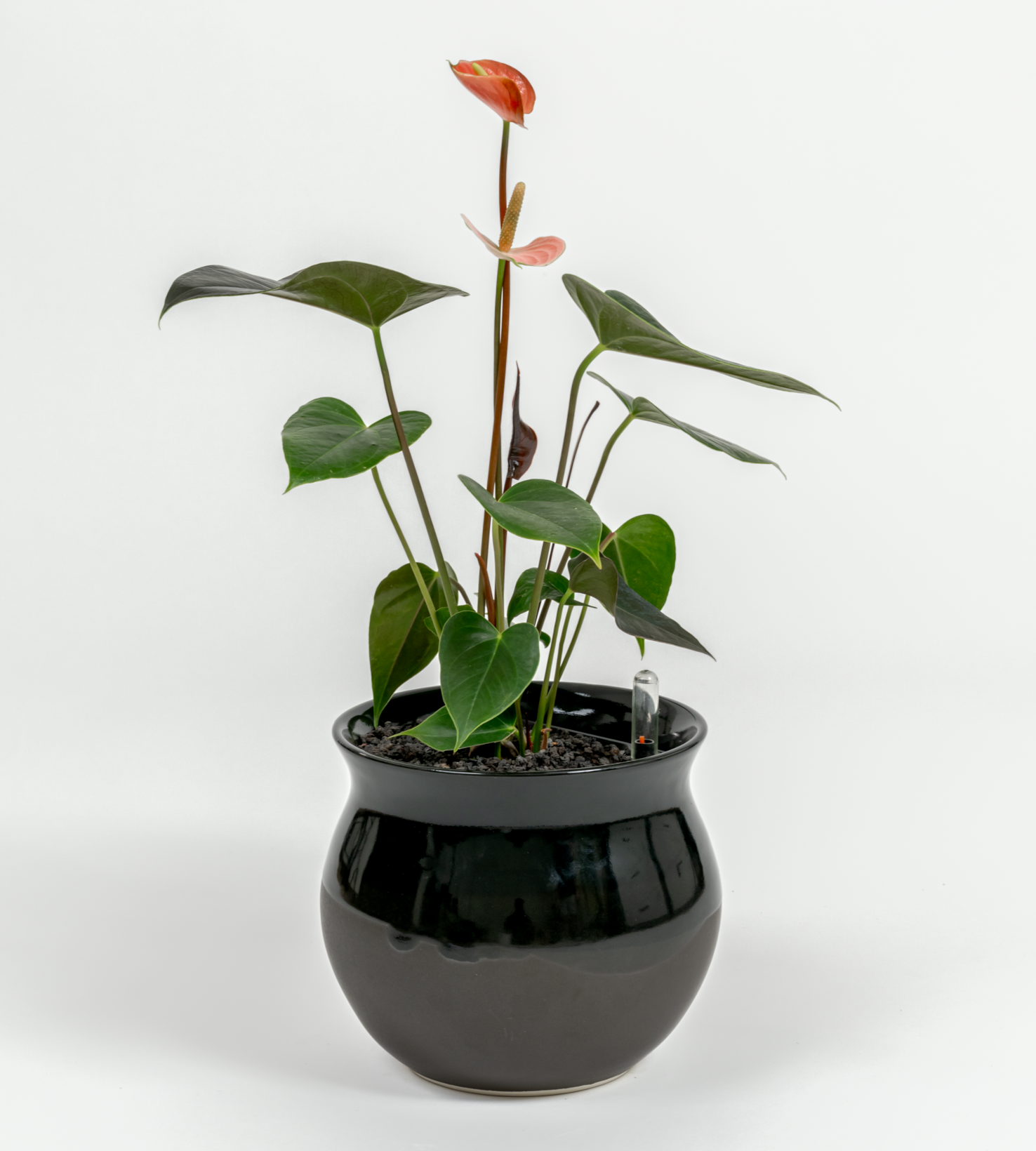 Anthurium andraeanum 'Pink'