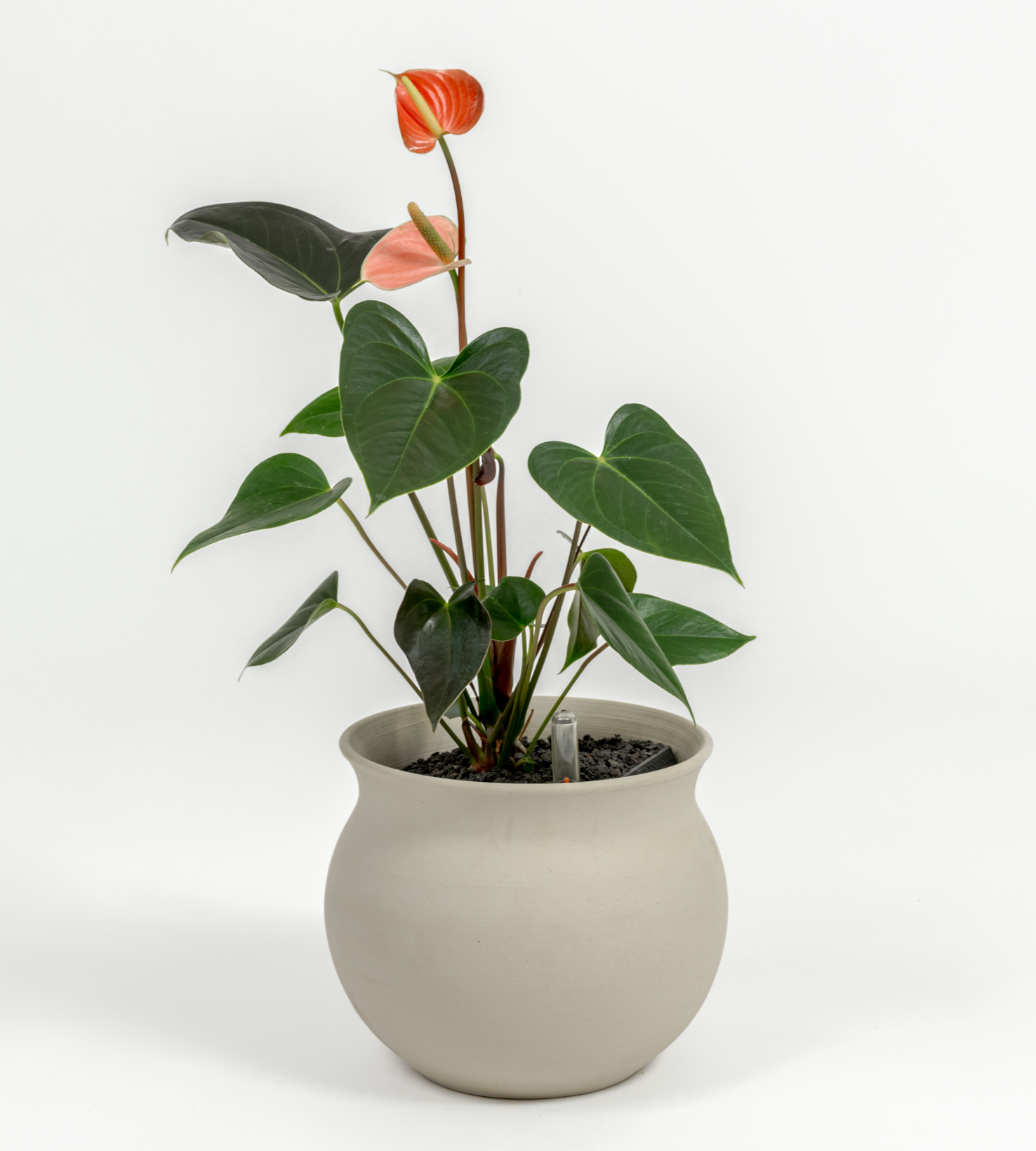 Anthurium andraeanum 'Pink'