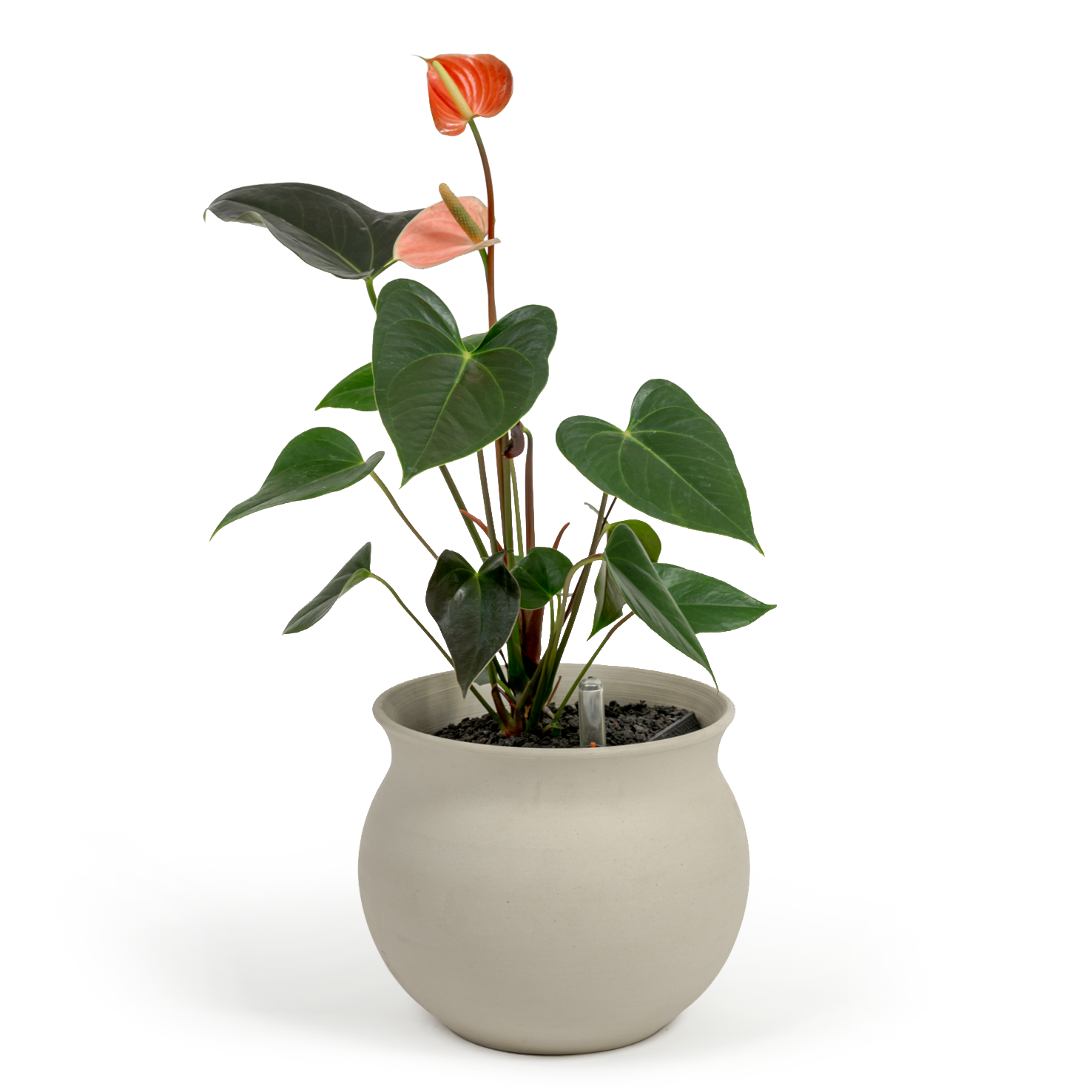 Pink Flamingo Flower