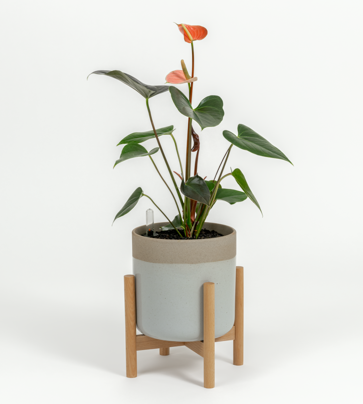 Anthurium andraeanum 'Pink'