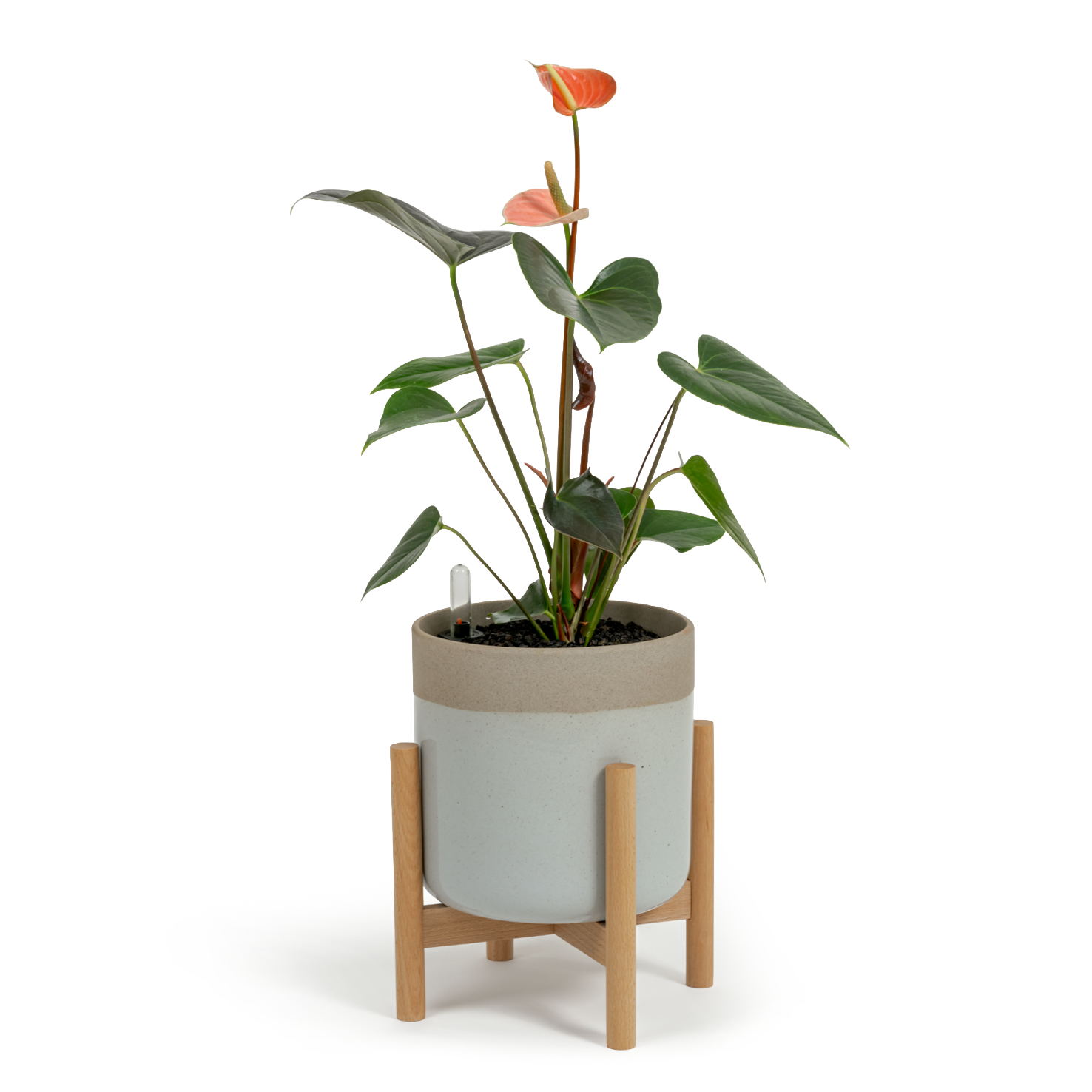Pink Flamingo Flower