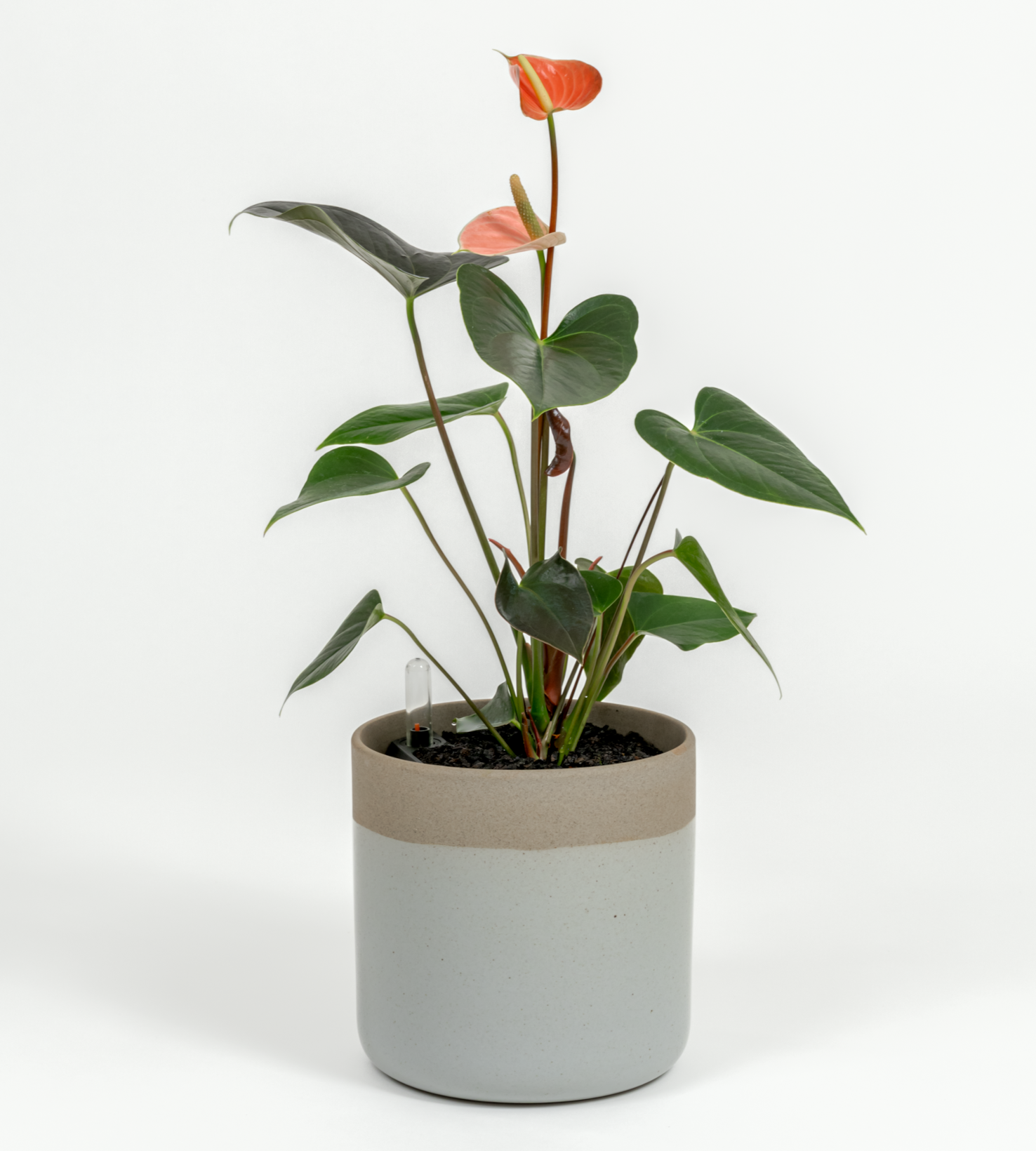 Anthurium andraeanum 'Pink'