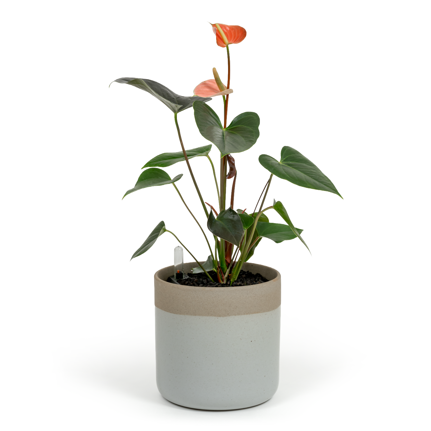 Pink Flamingo Flower