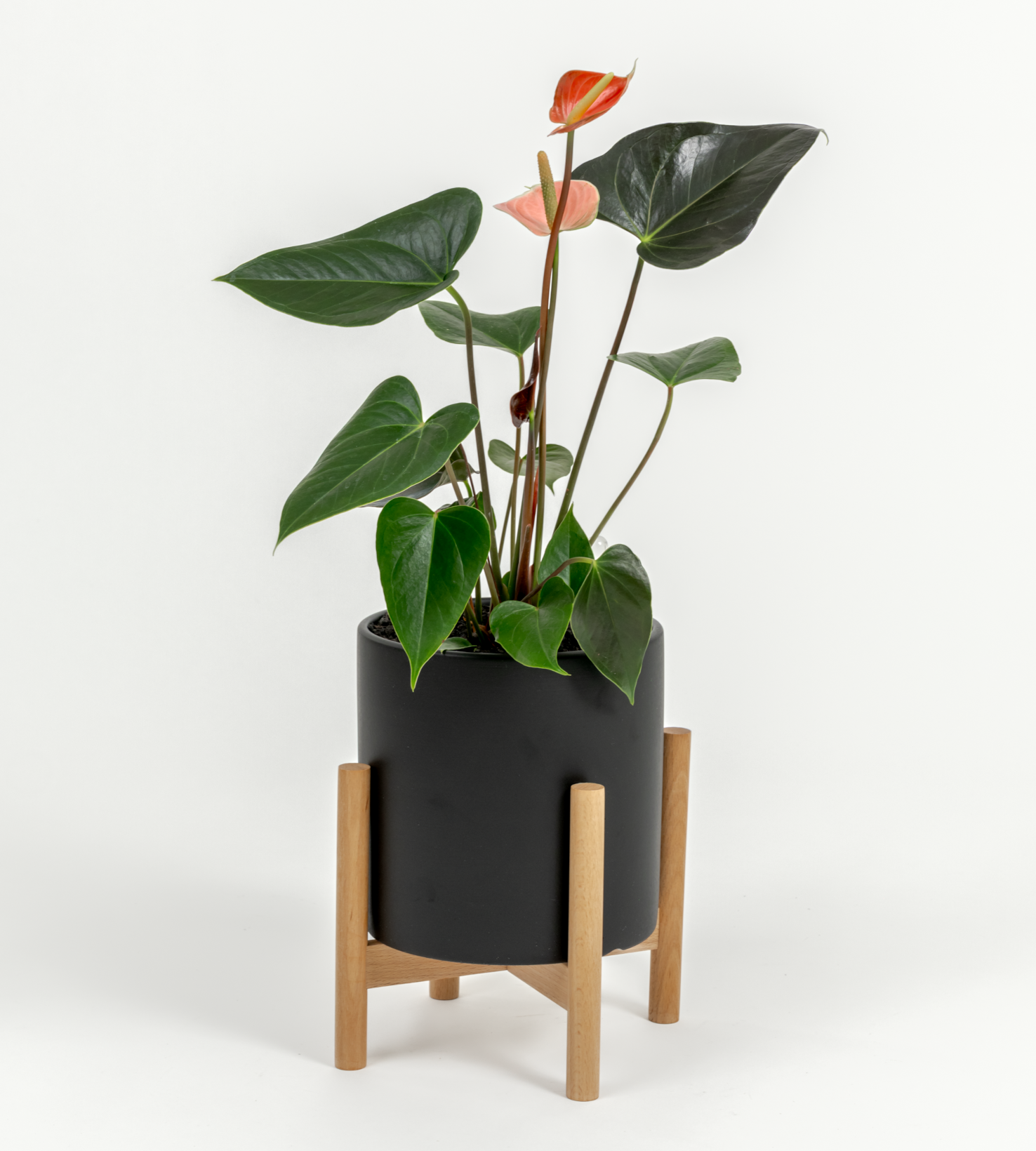 Anthurium andraeanum 'Pink'