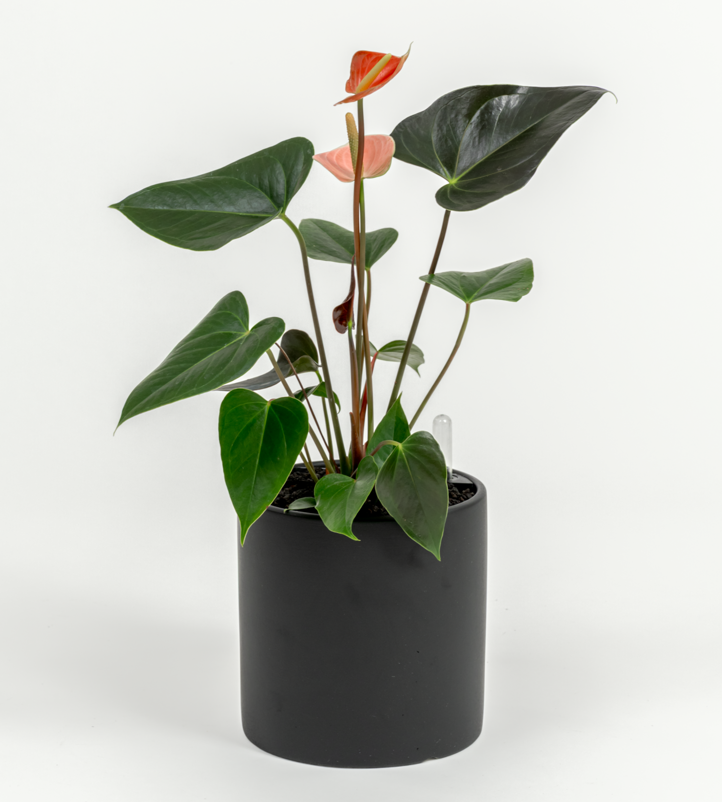 Anthurium andraeanum 'Pink'