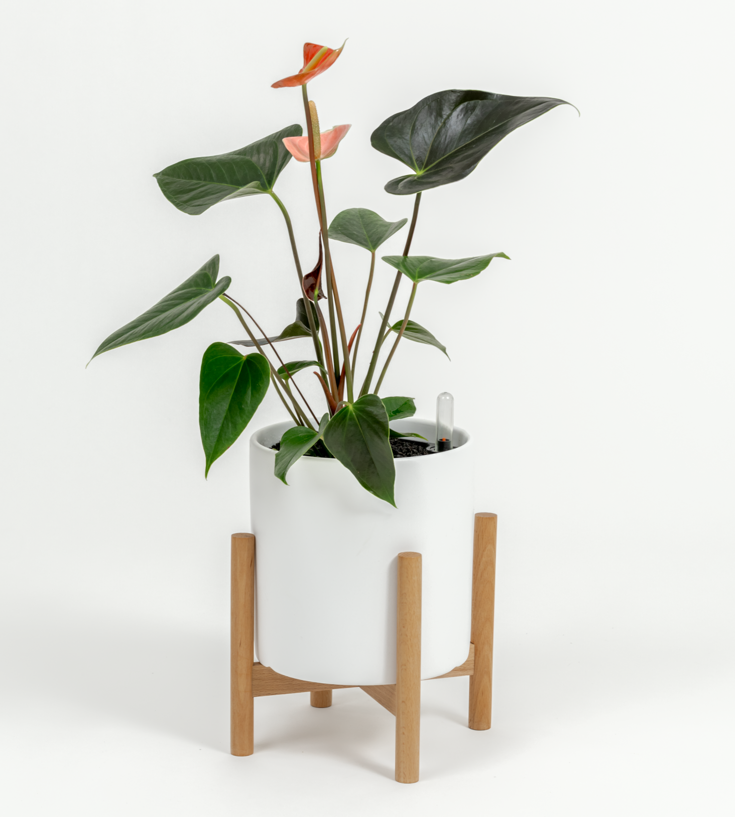 Anthurium andraeanum 'Pink'