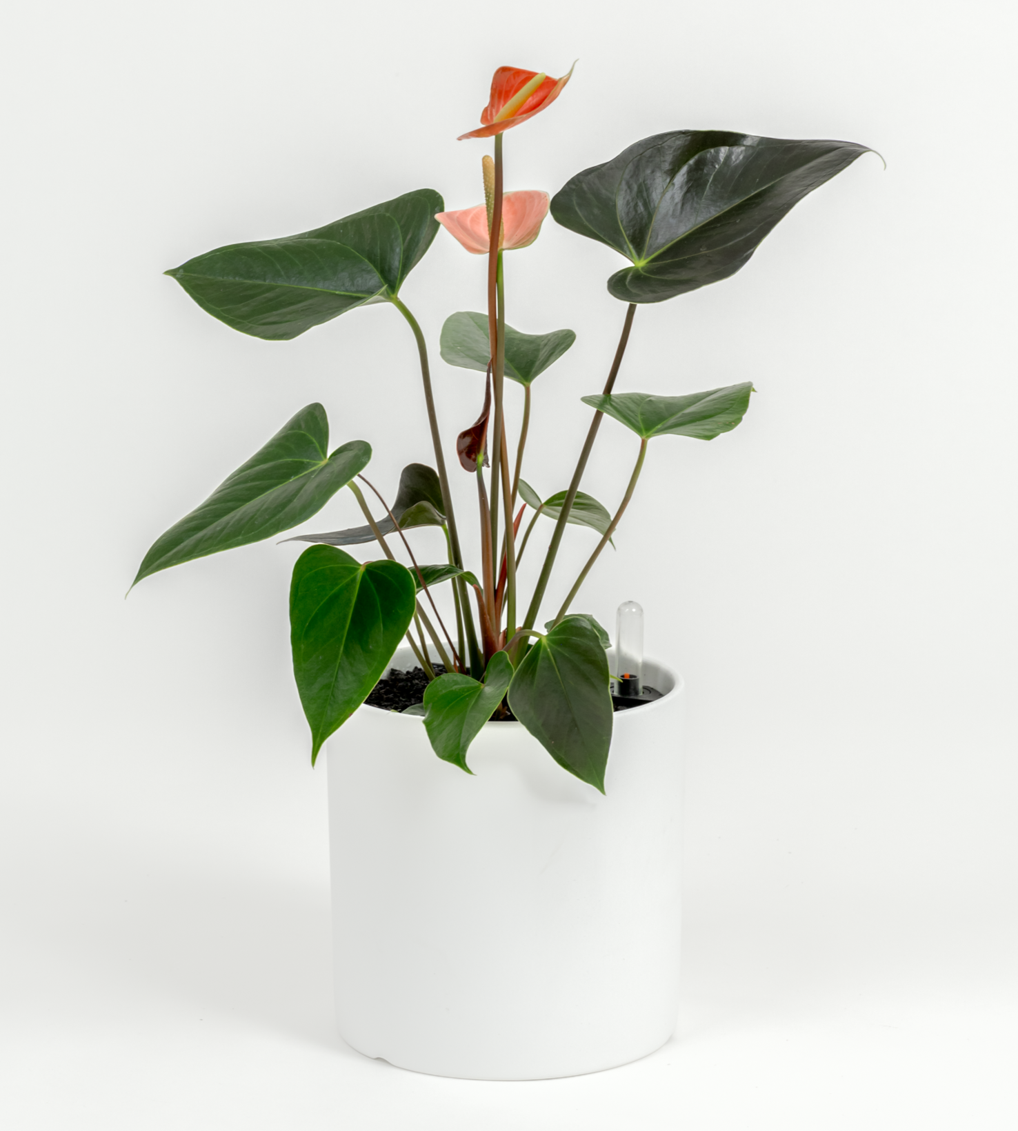 Anthurium andraeanum 'Pink'