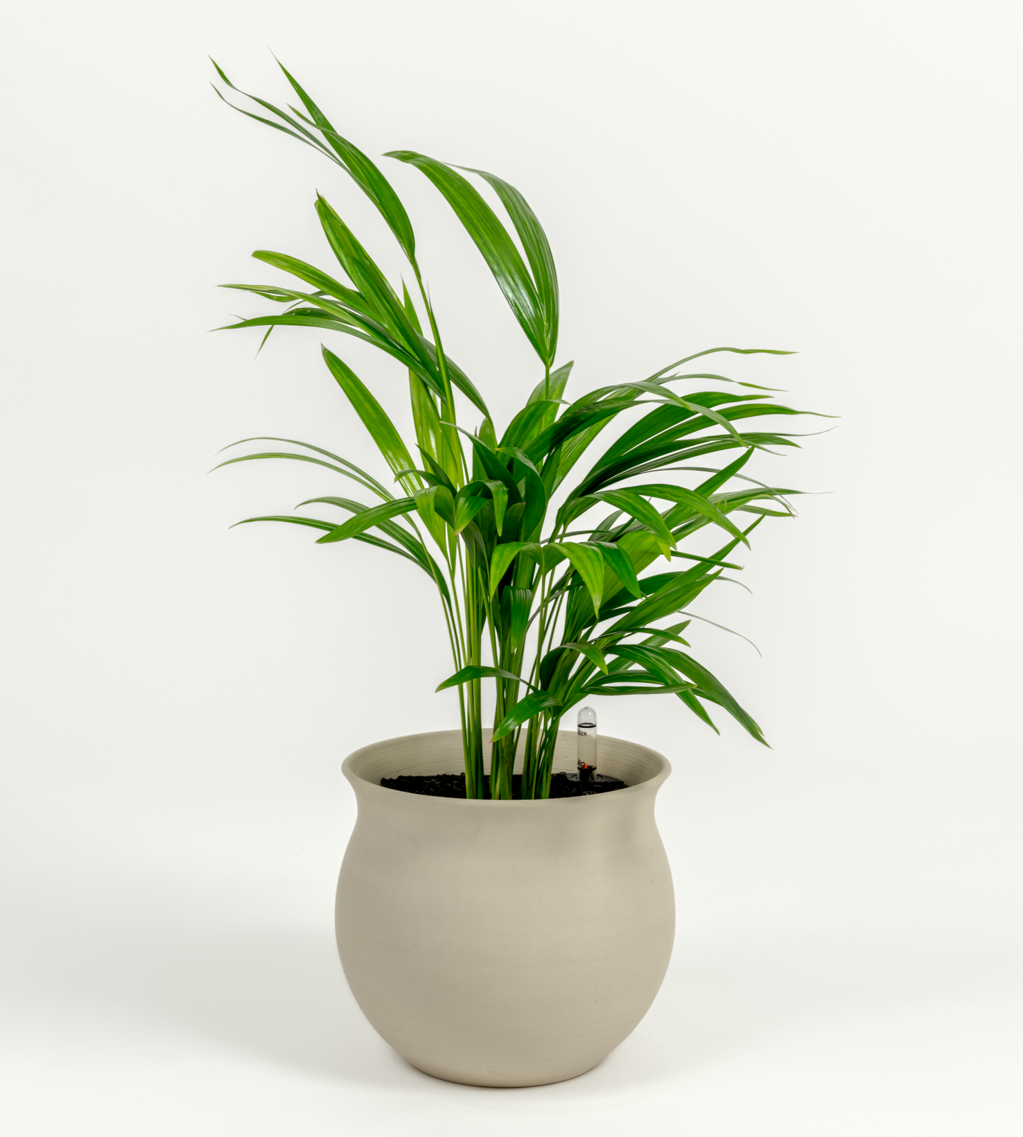 Chrysalidocarpus lutescens