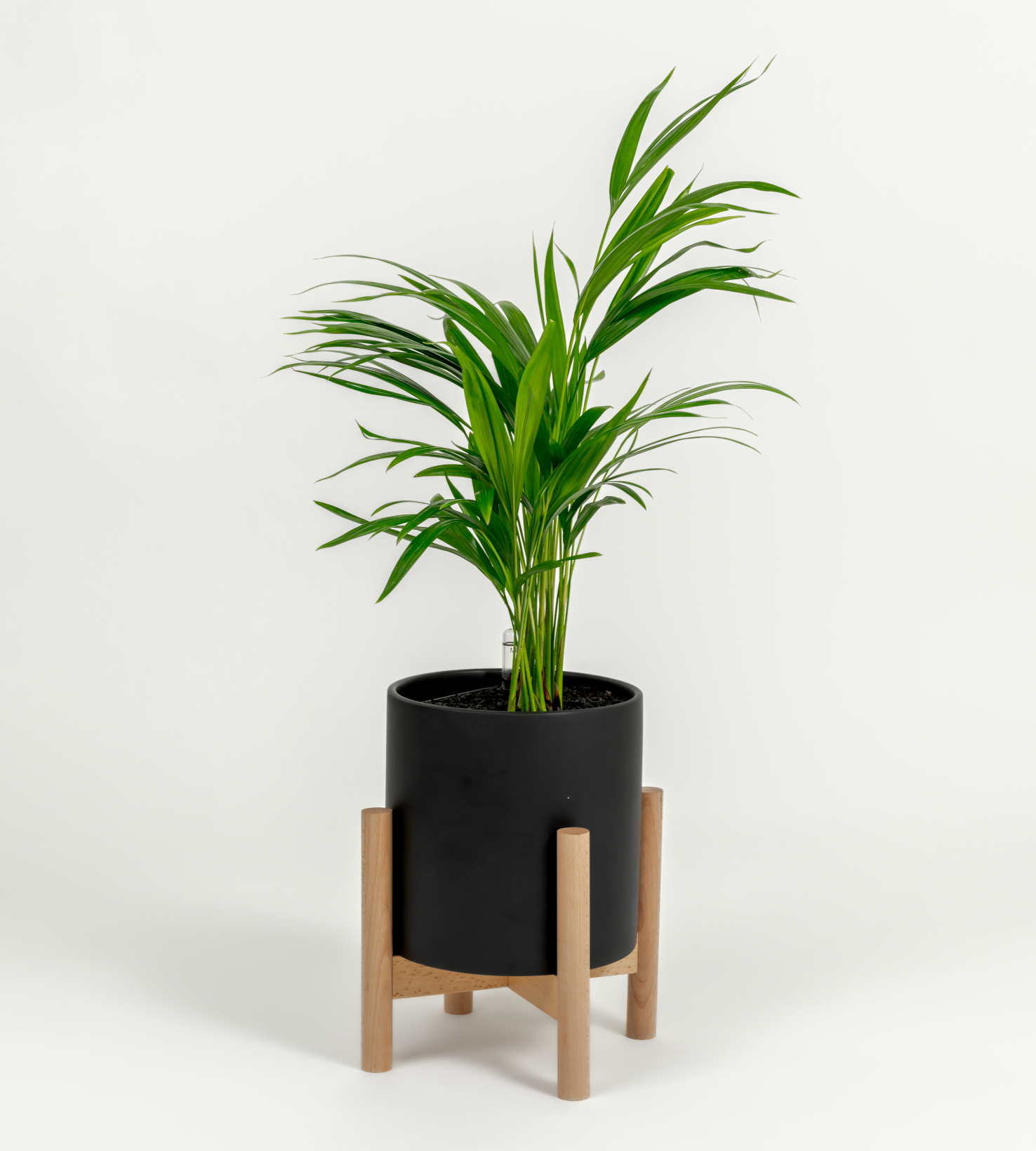 Chrysalidocarpus lutescens