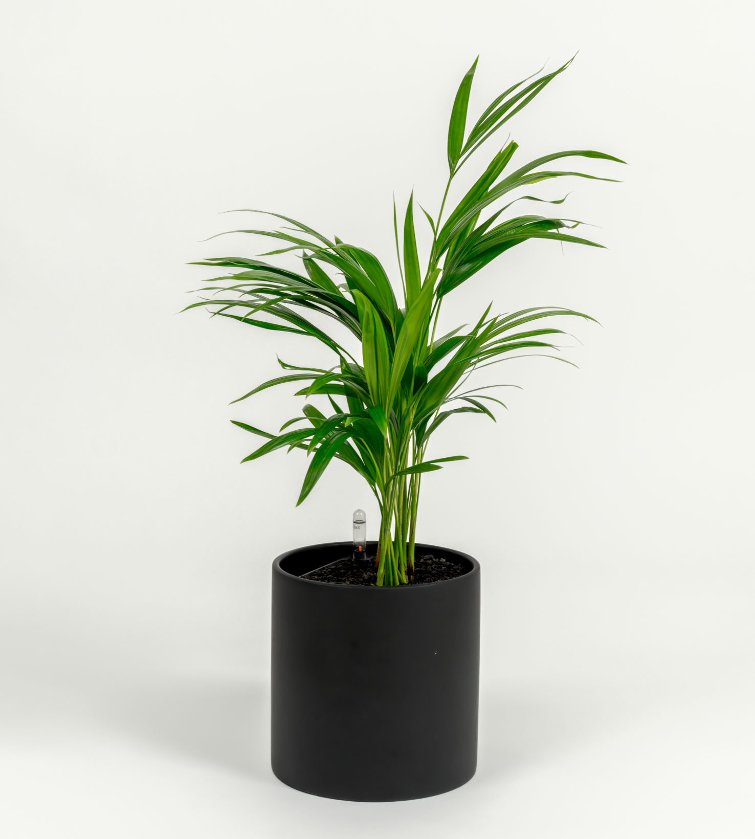 Chrysalidocarpus lutescens