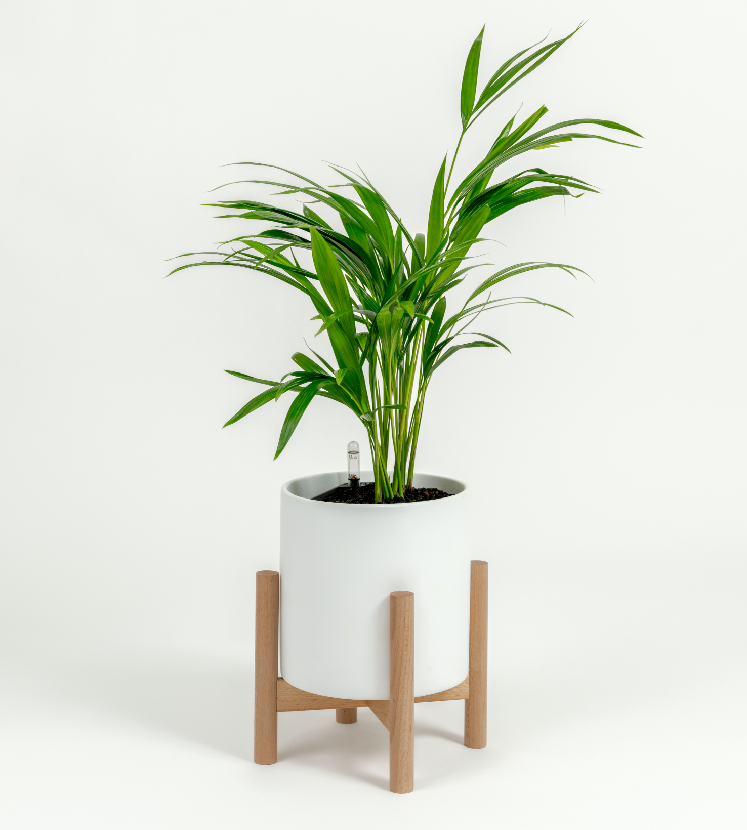 Chrysalidocarpus lutescens