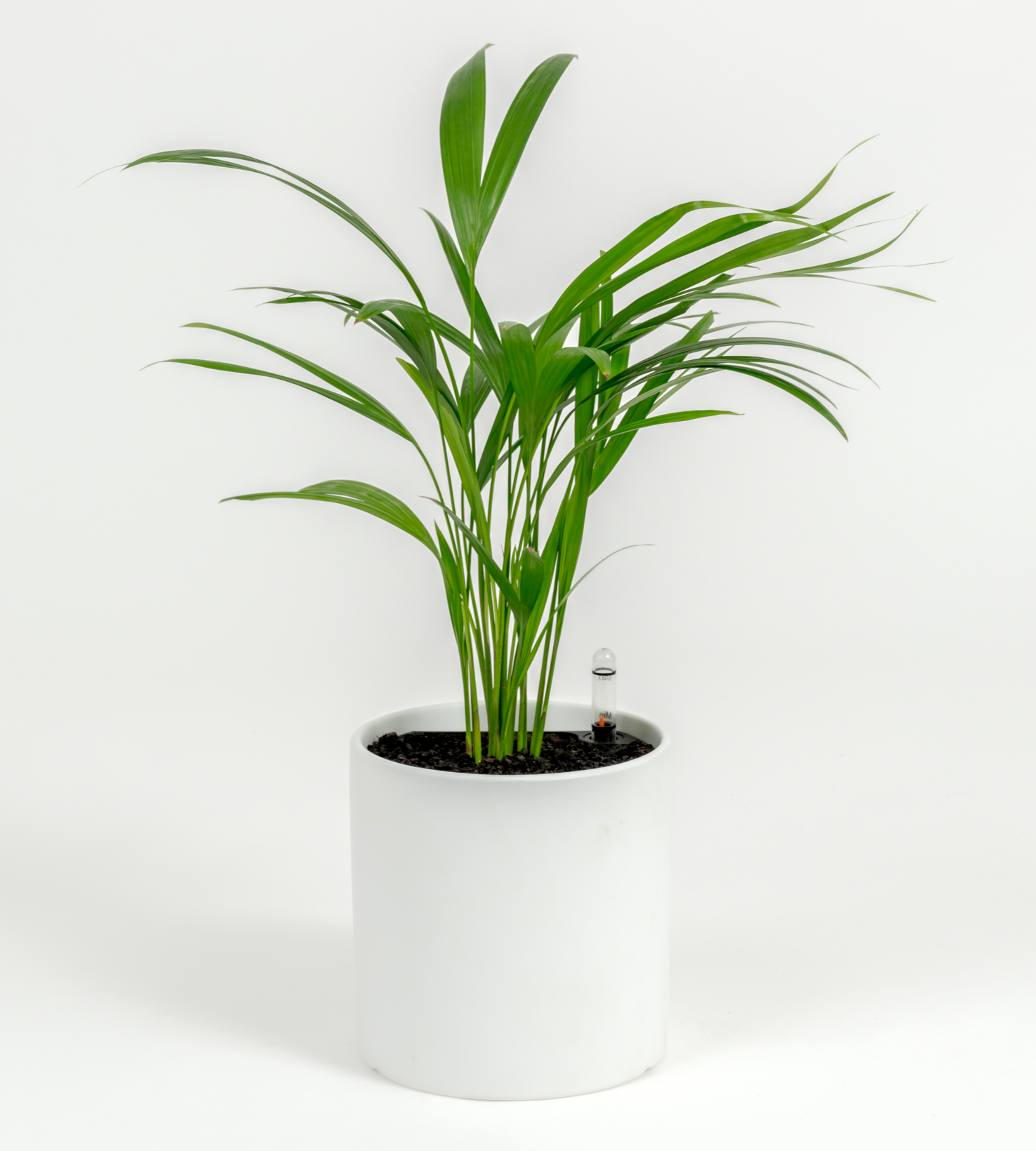 Chrysalidocarpus lutescens