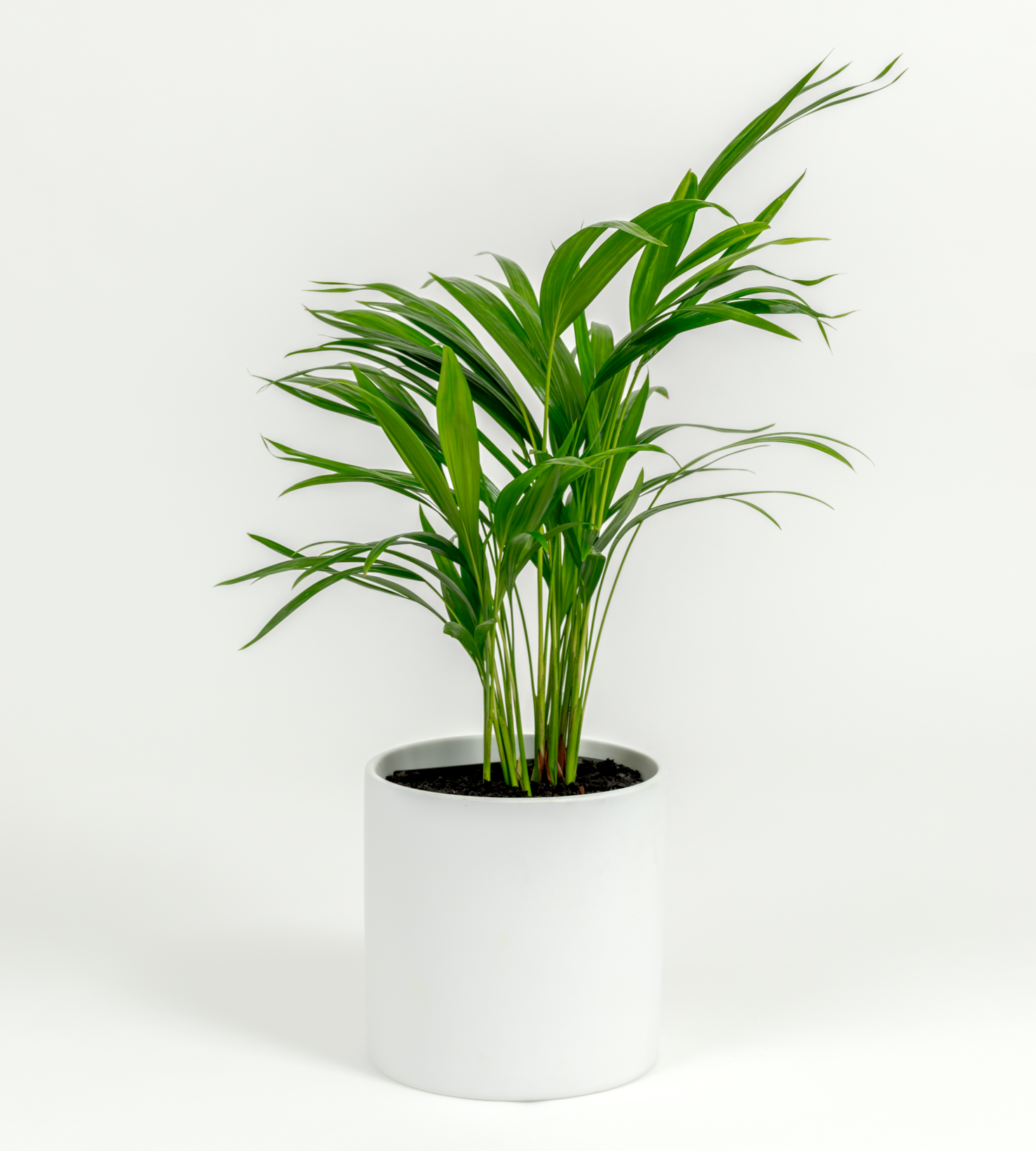 Chrysalidocarpus lutescens