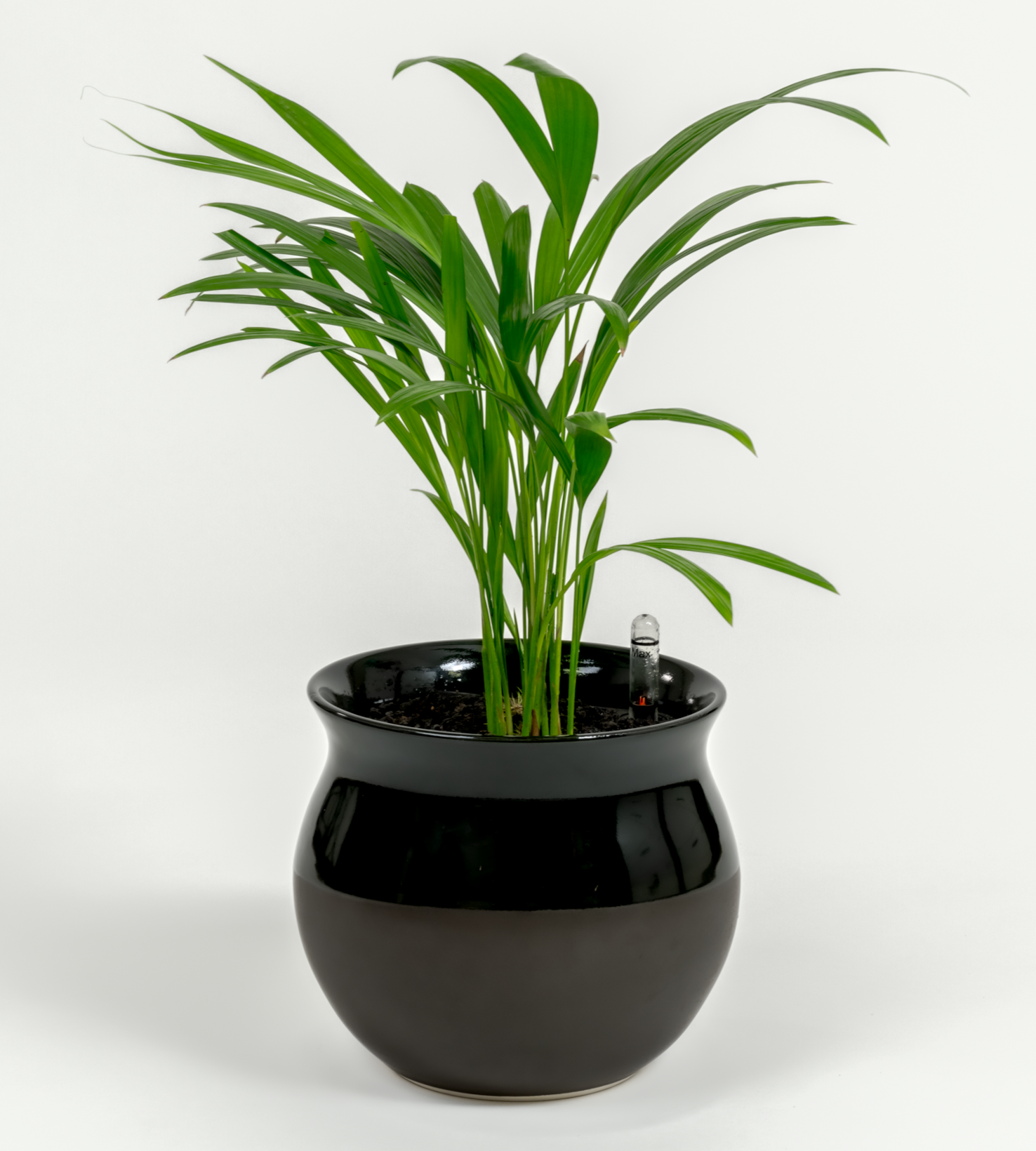 Chrysalidocarpus lutescens