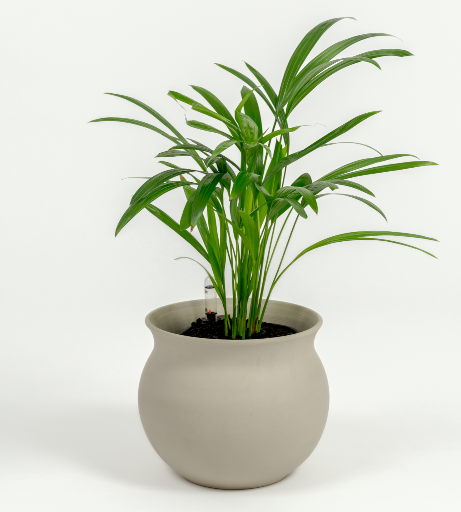 Chrysalidocarpus lutescens