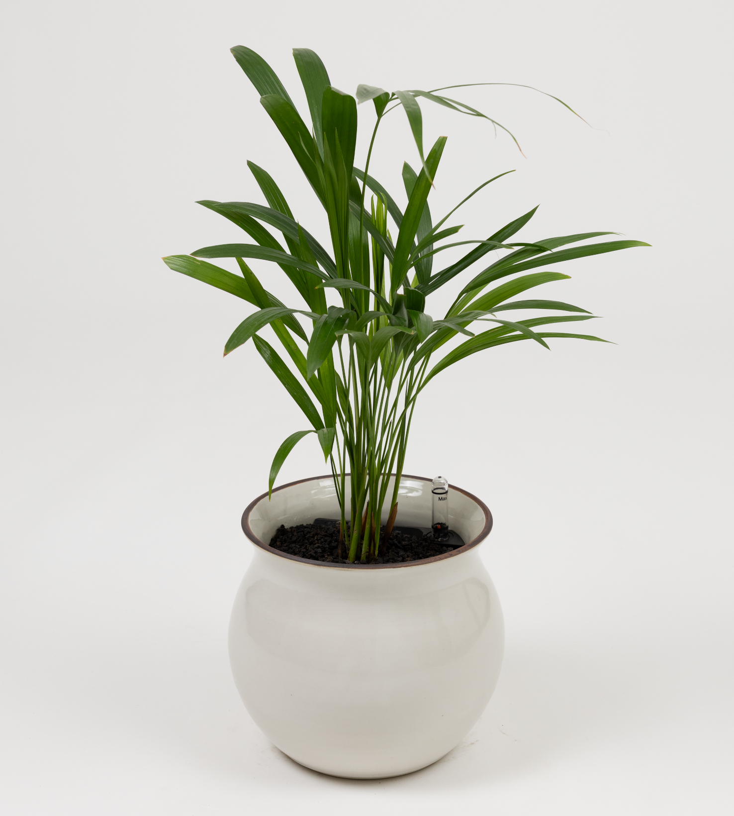 Chrysalidocarpus lutescens