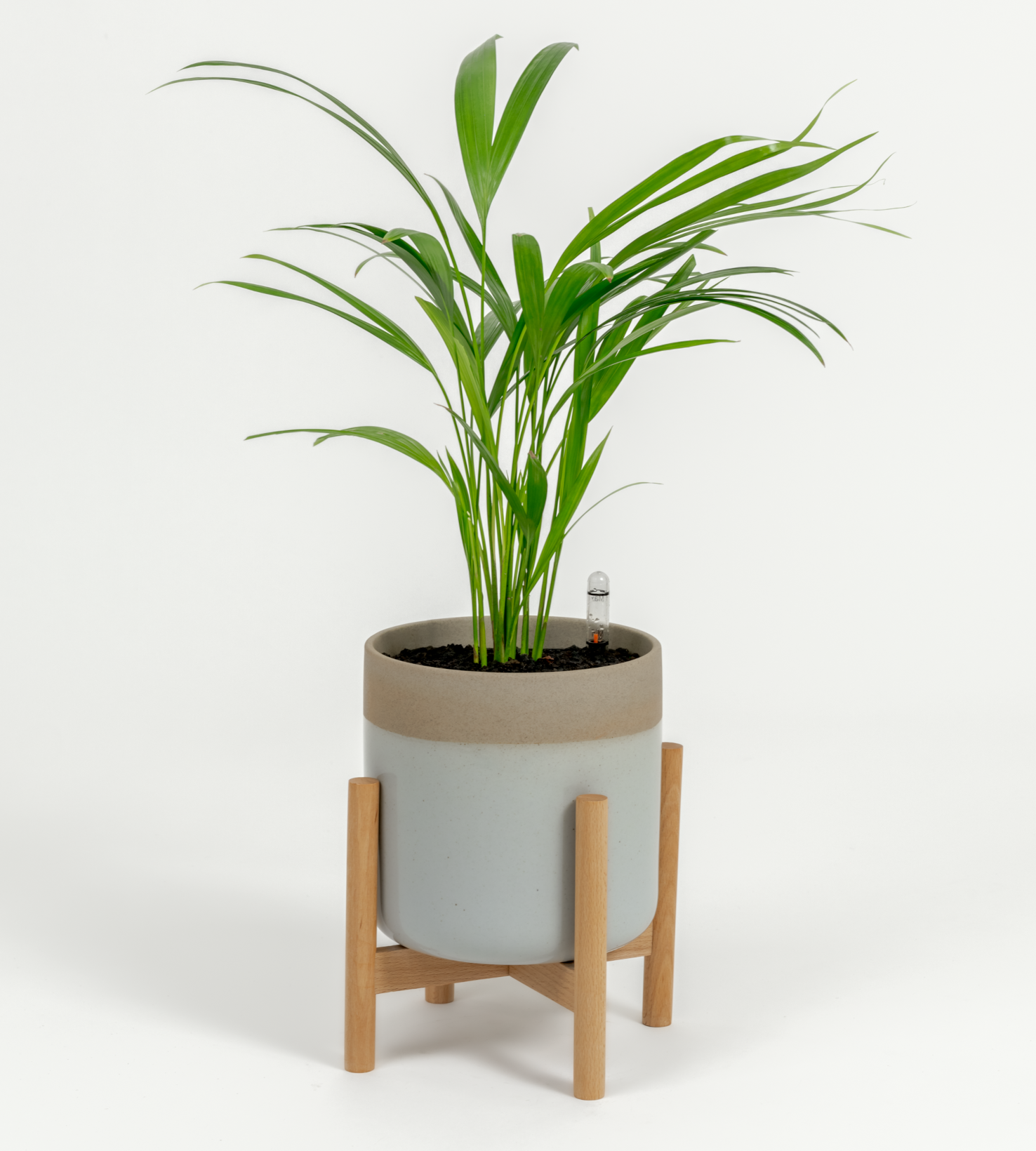 Chrysalidocarpus lutescens