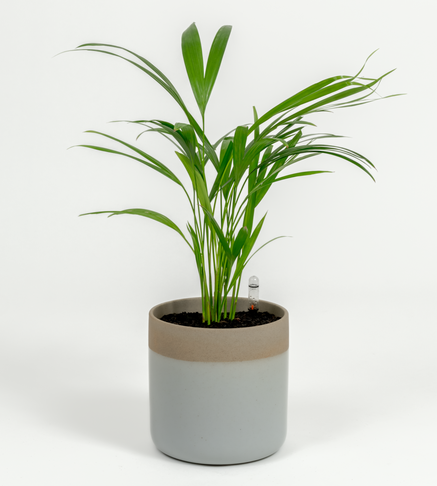 Chrysalidocarpus lutescens