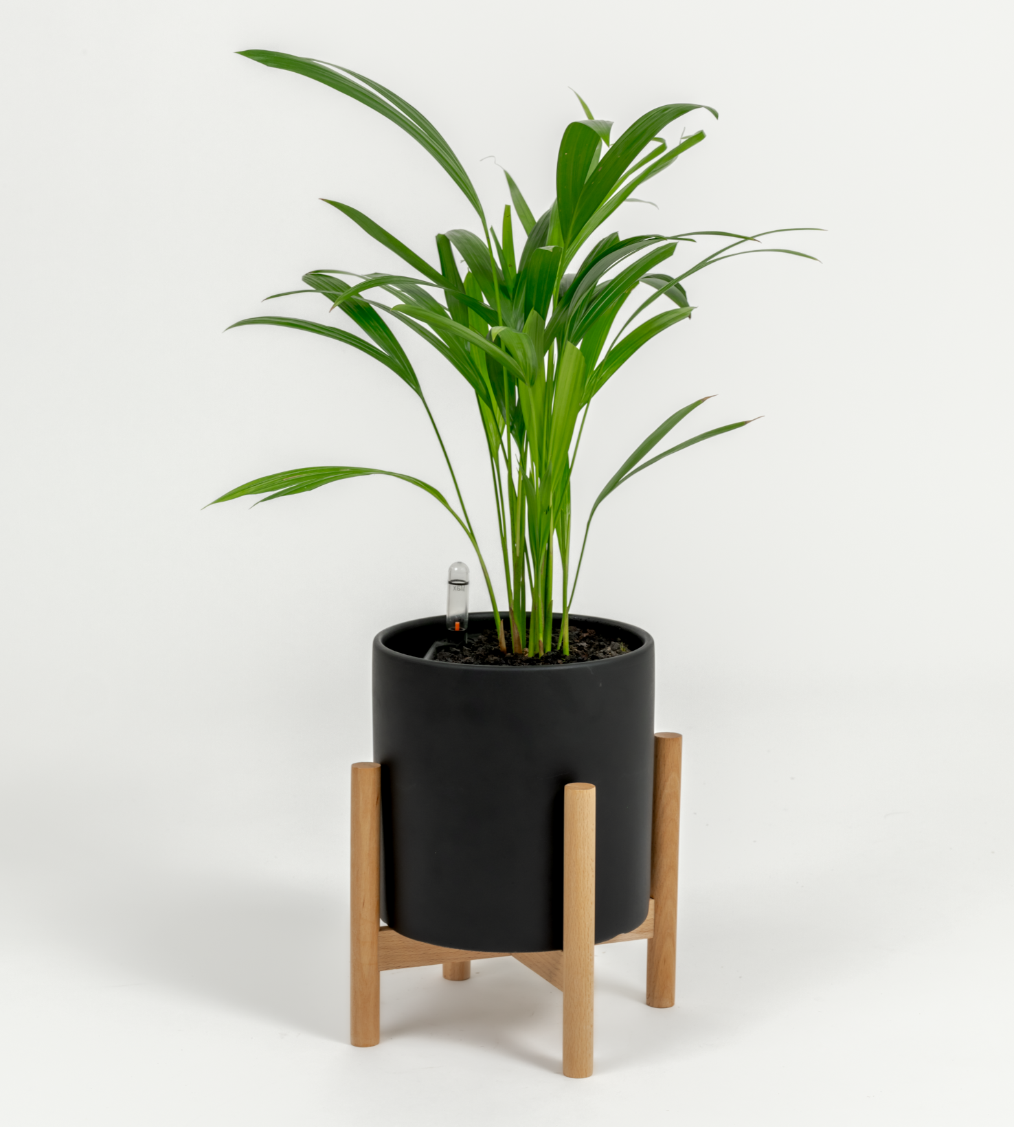 Chrysalidocarpus lutescens