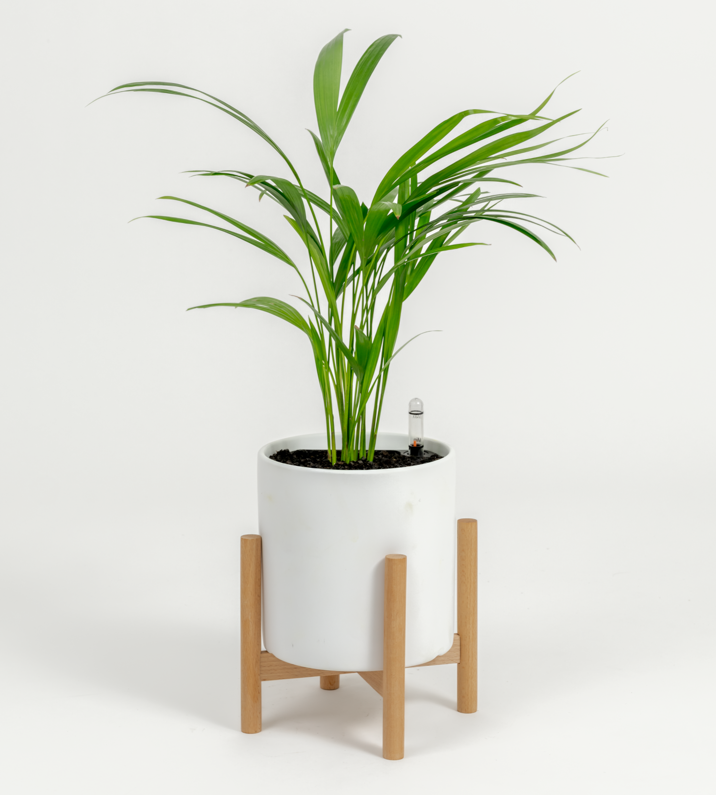 Chrysalidocarpus lutescens