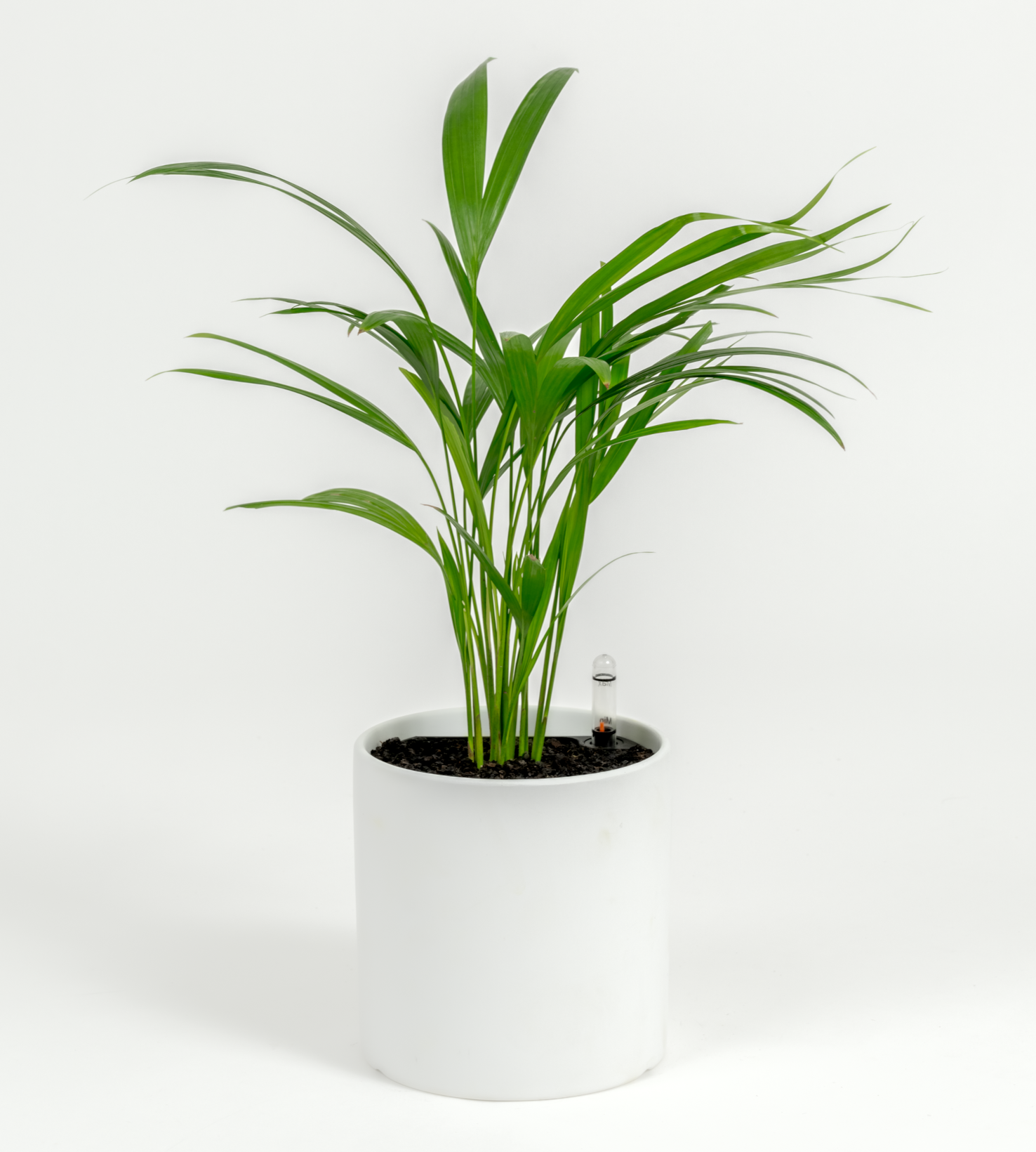 Chrysalidocarpus lutescens