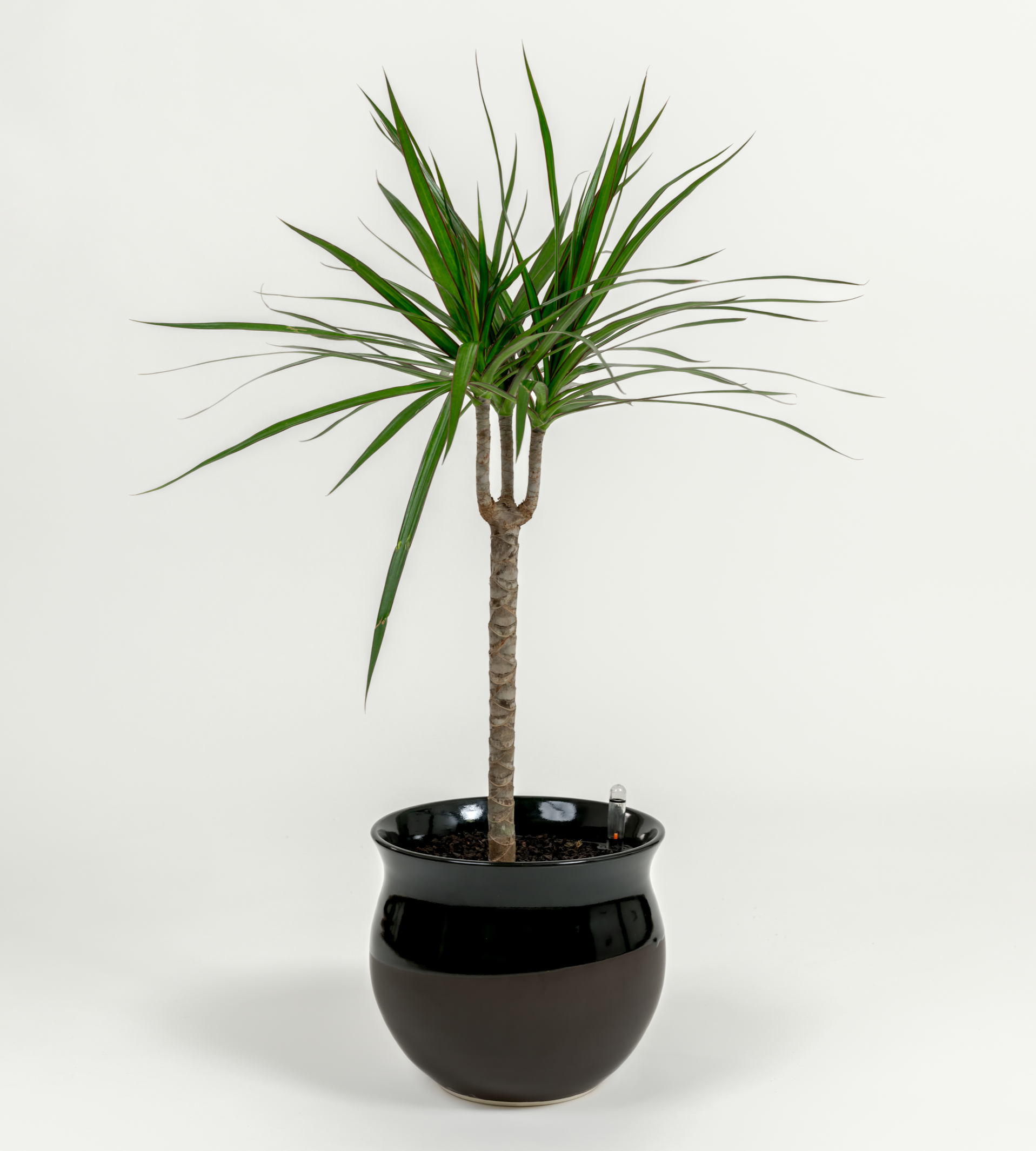 dracaena club Dragon Tree