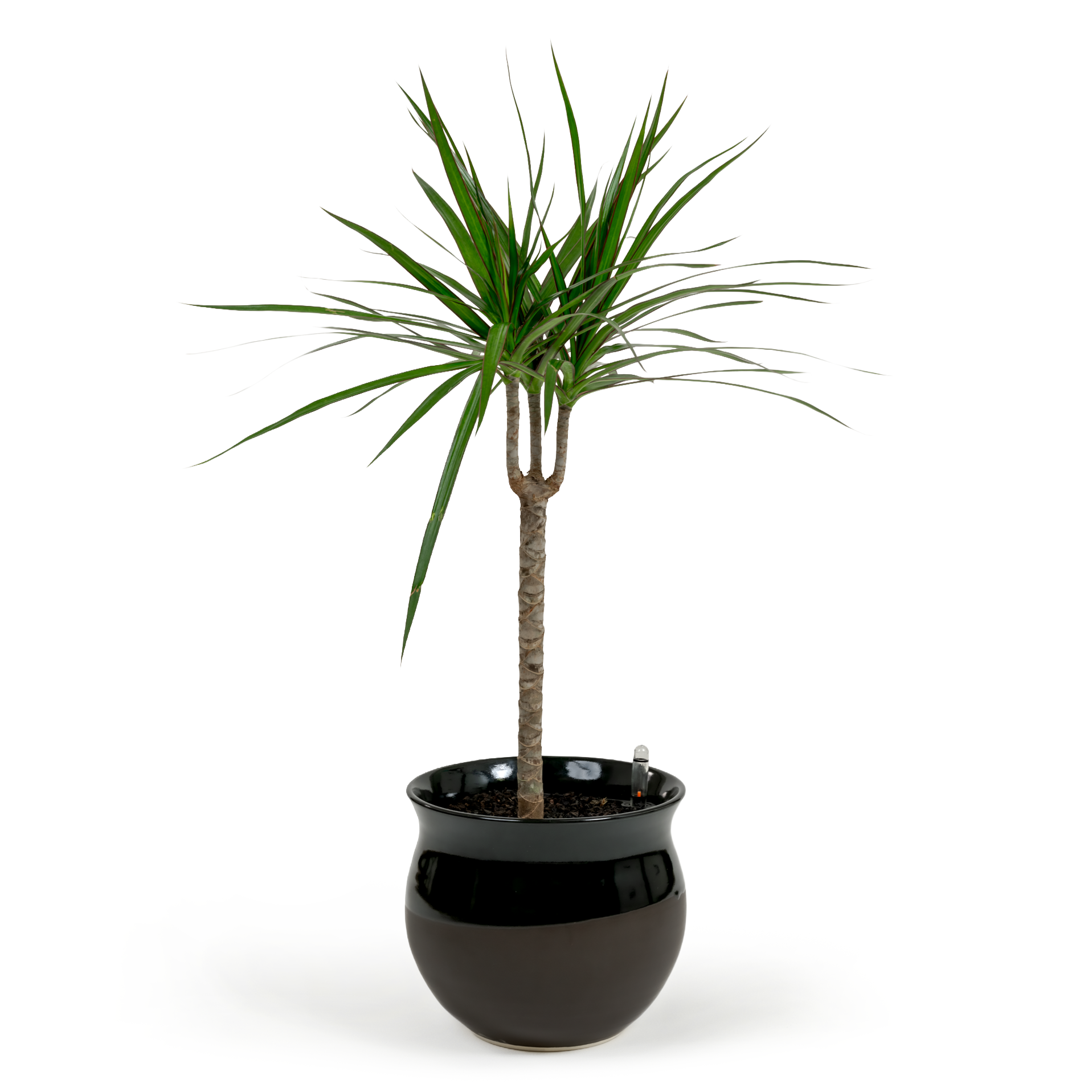 Dragon Tree