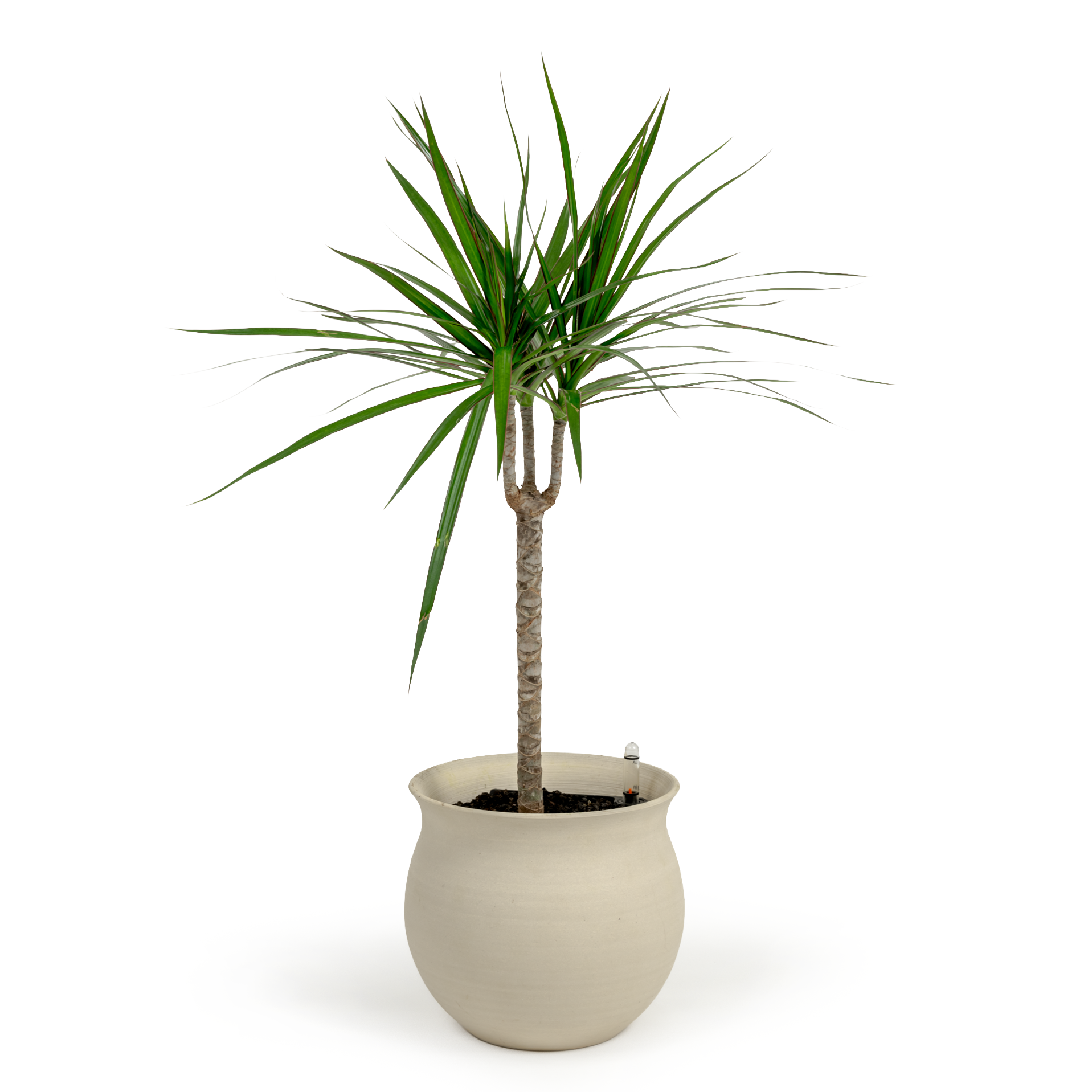 Dragon Tree