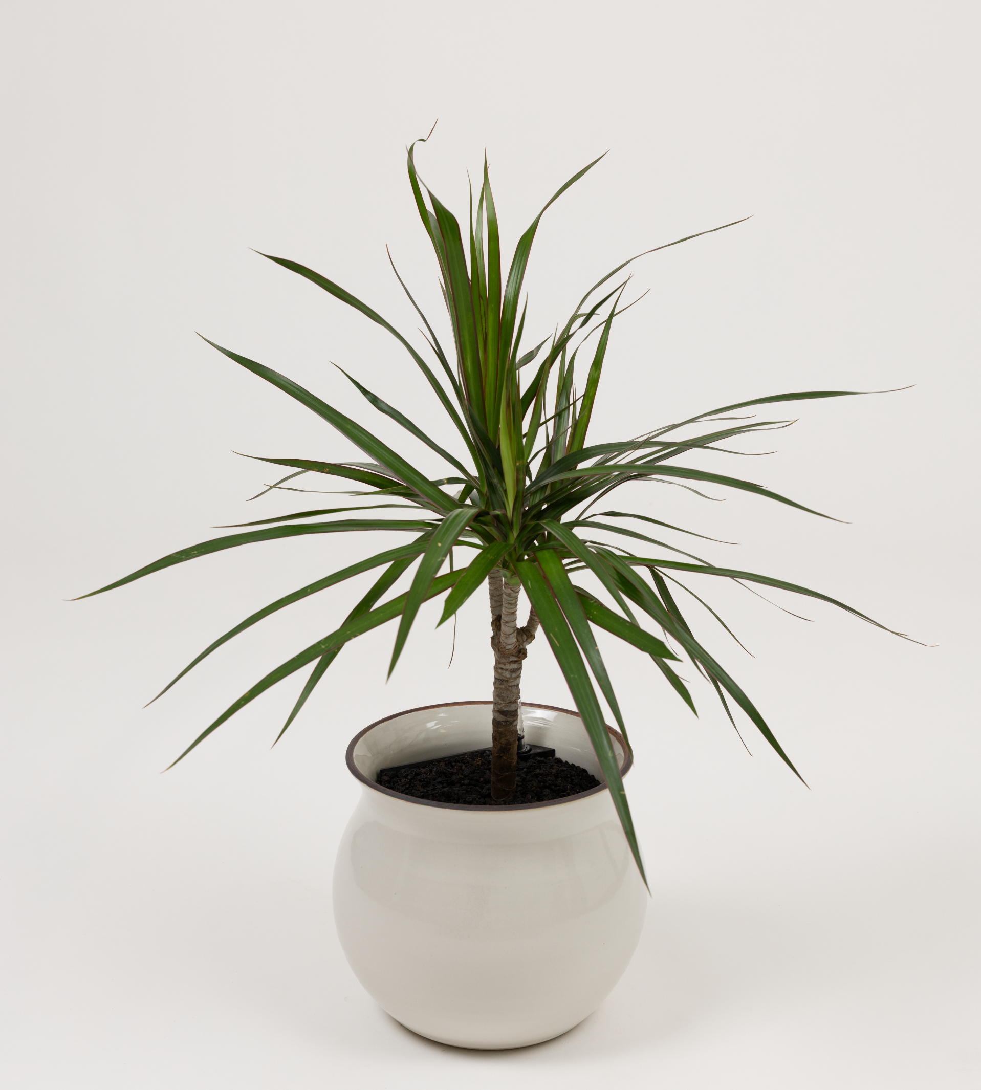 dracaena bouture Dragon Tree