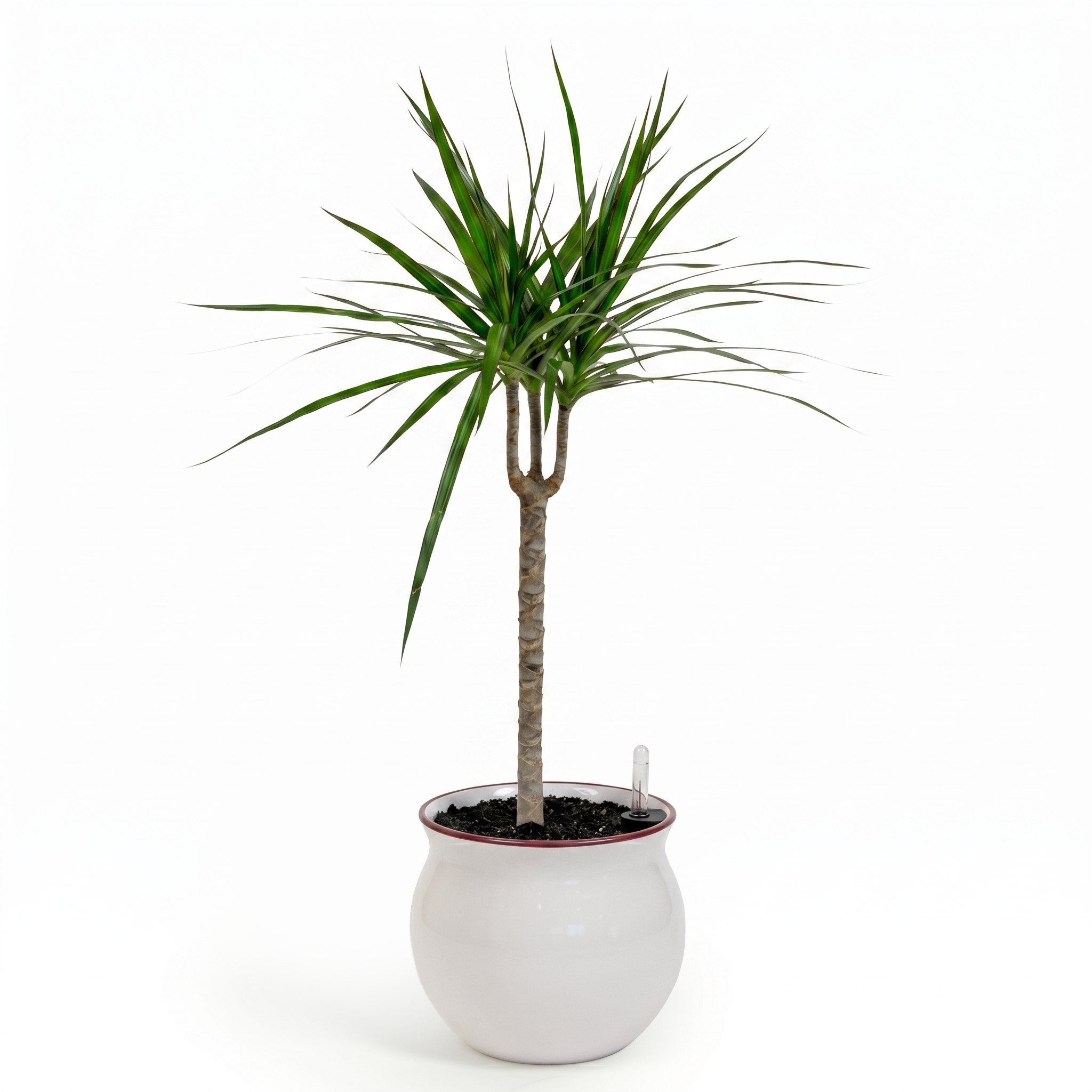 Dragon Tree
