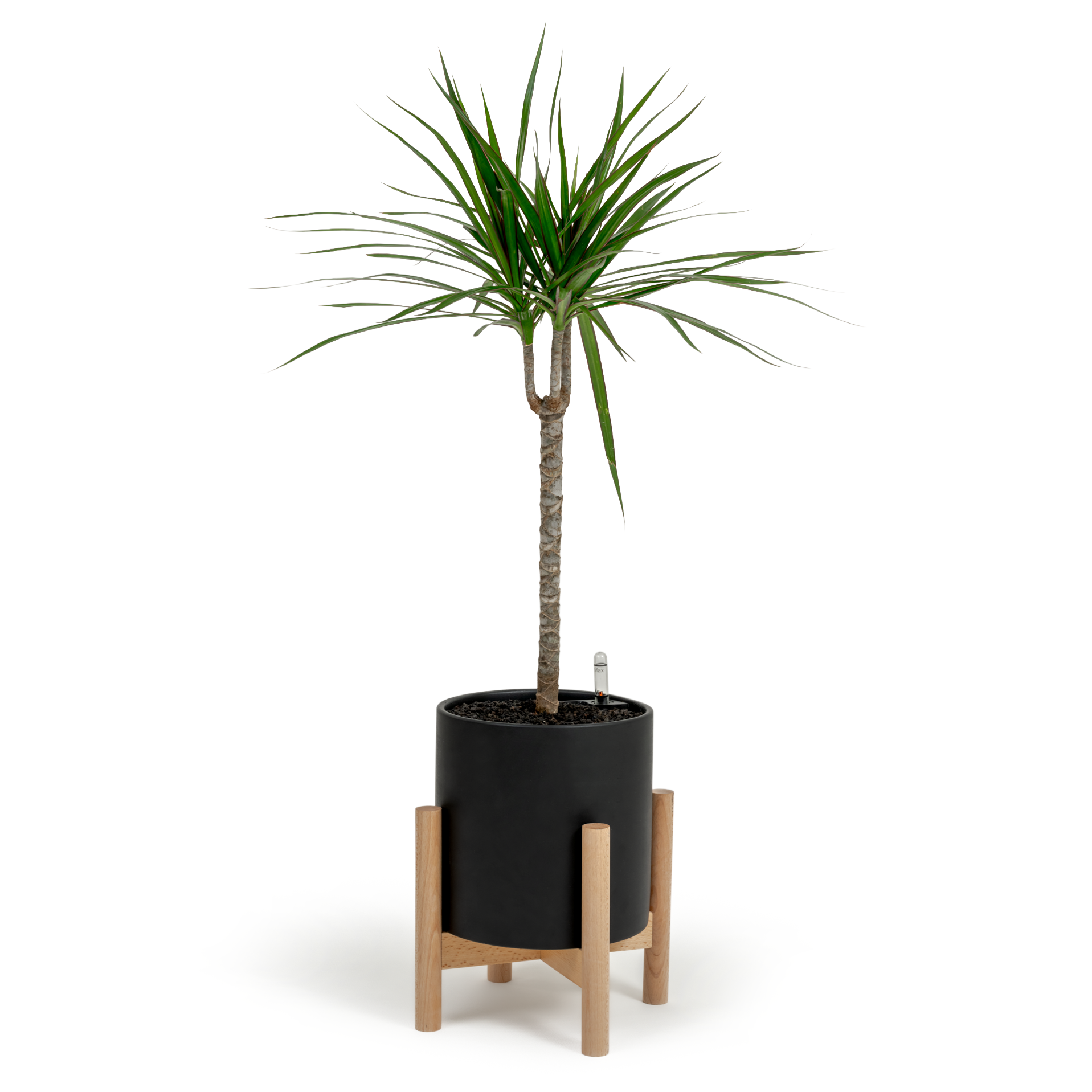 Dragon Tree