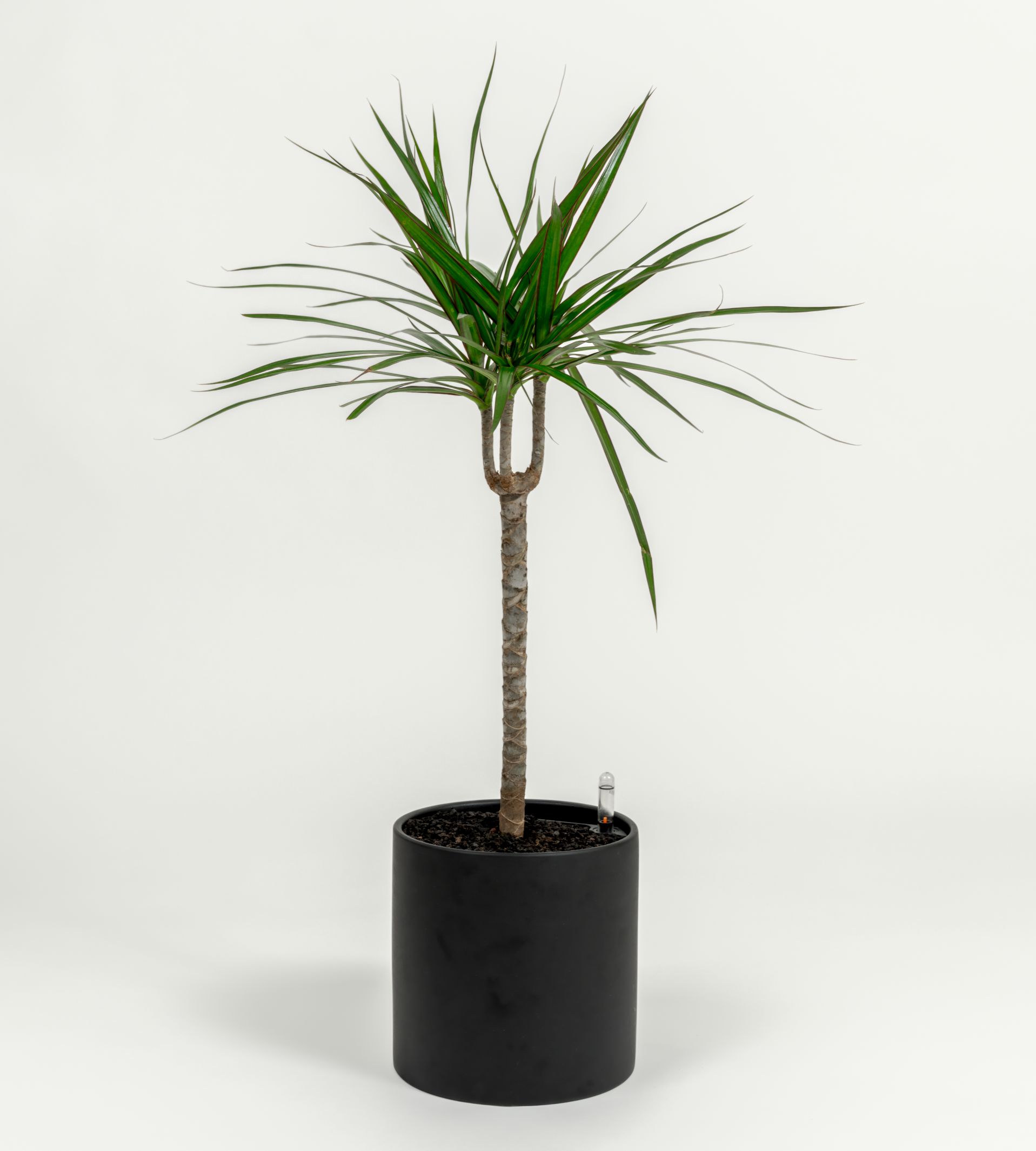dracaena marginata black knight Dragon Tree - Dracaena marginata