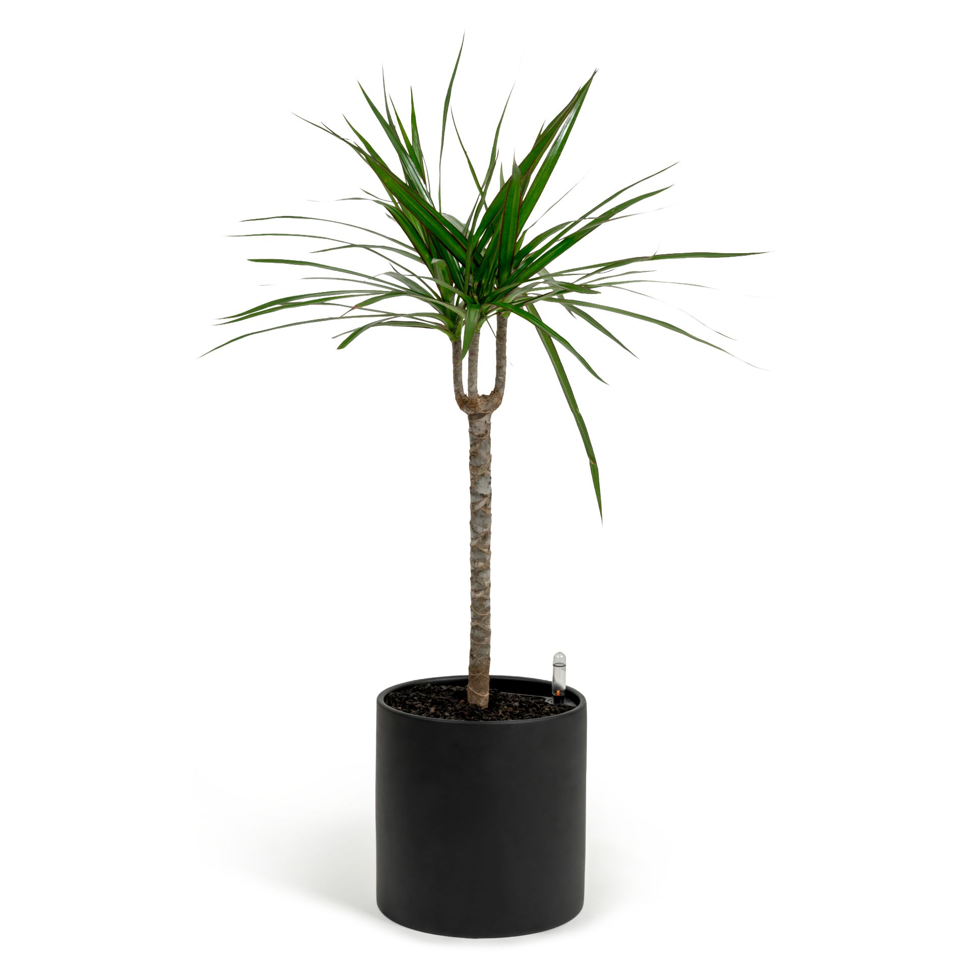 Dragon Tree