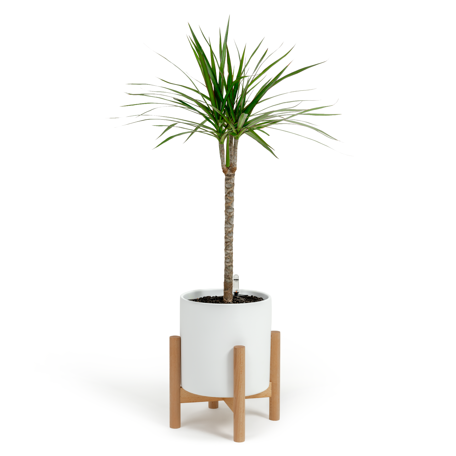 Dragon Tree