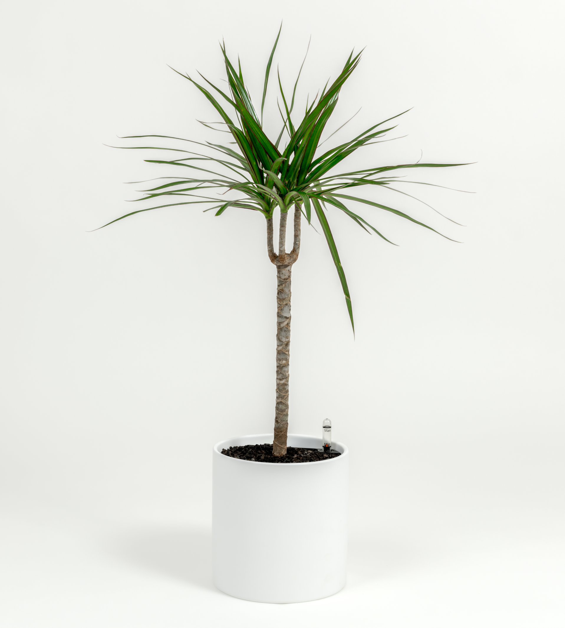 Dracaena marginata