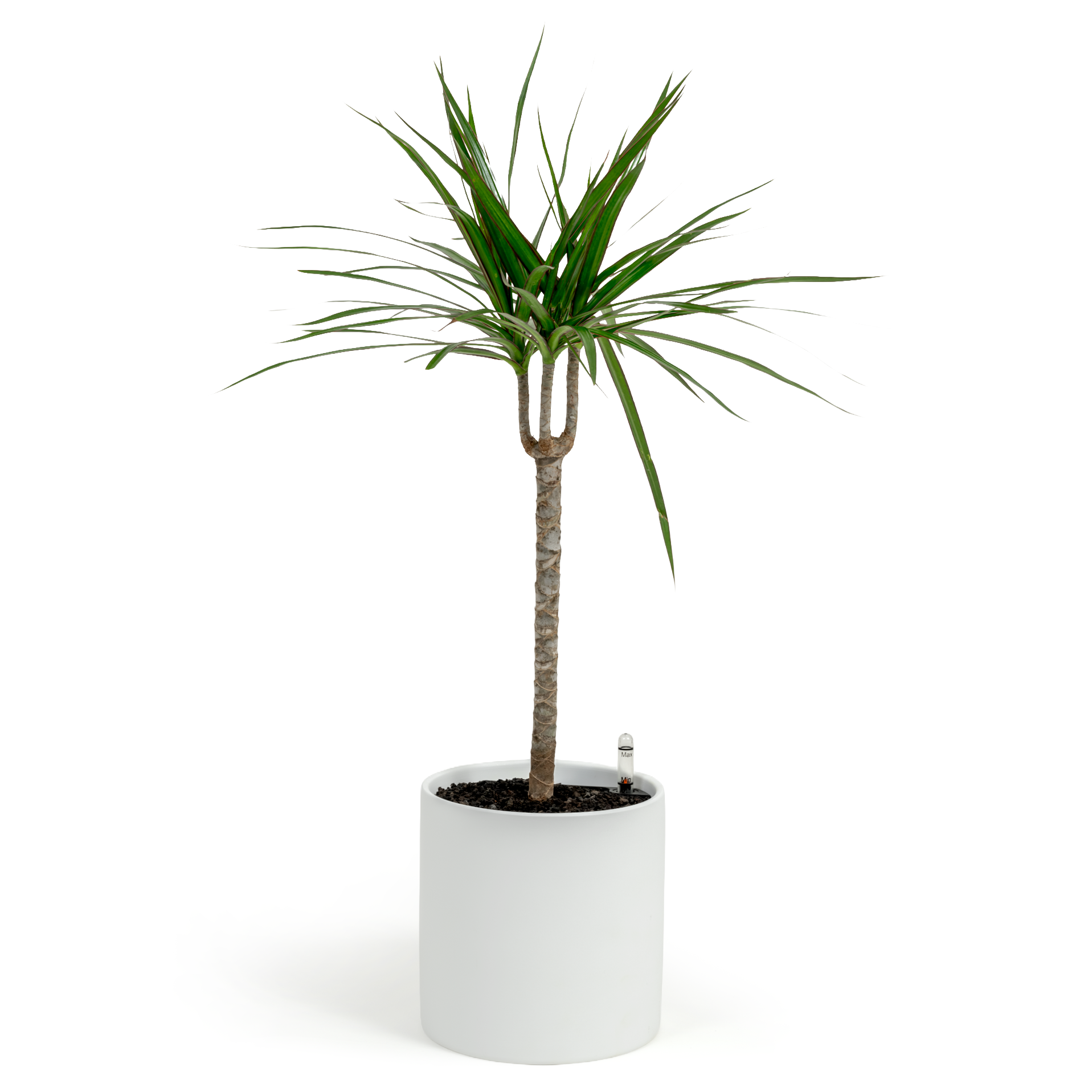 Dragon Tree