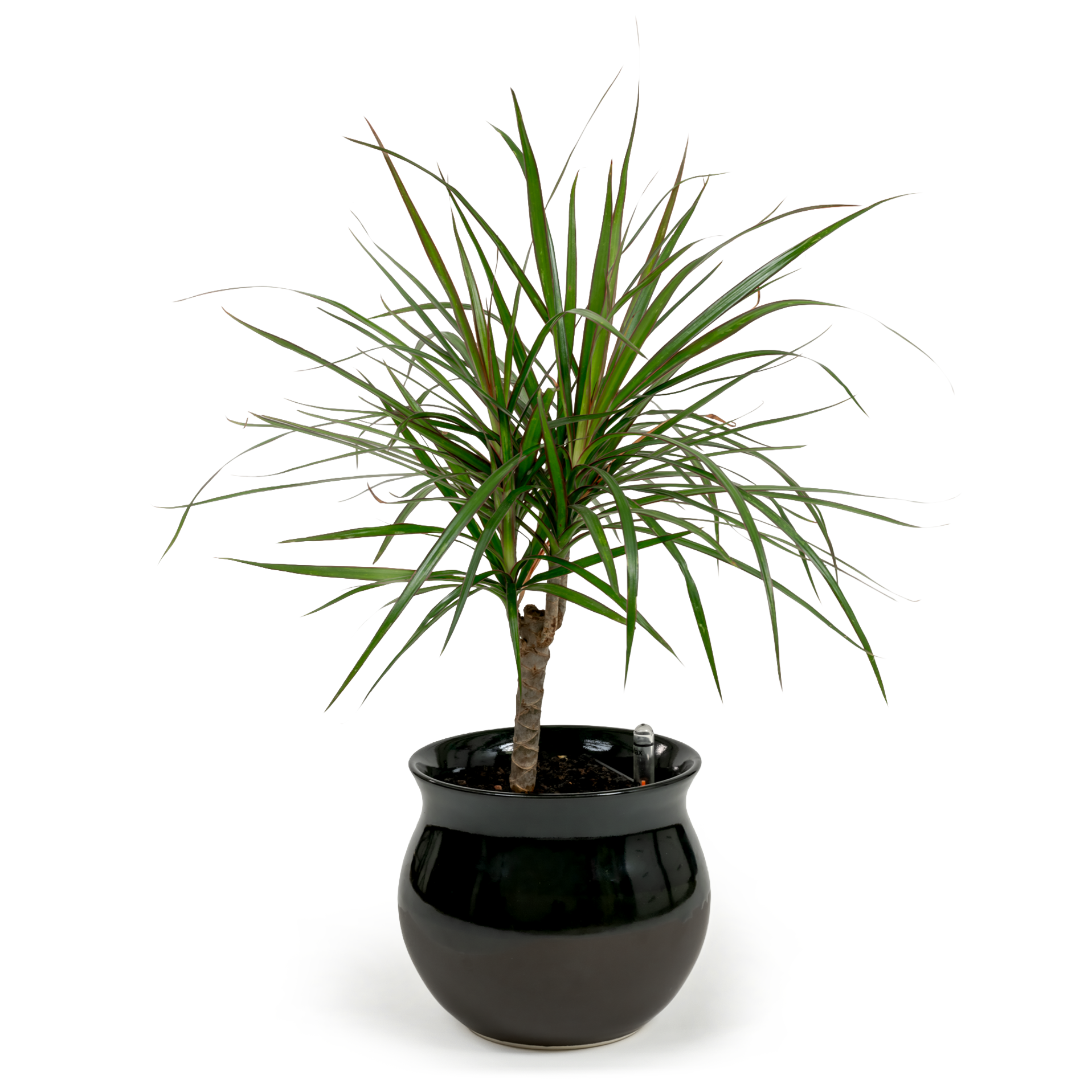 Dragon Tree