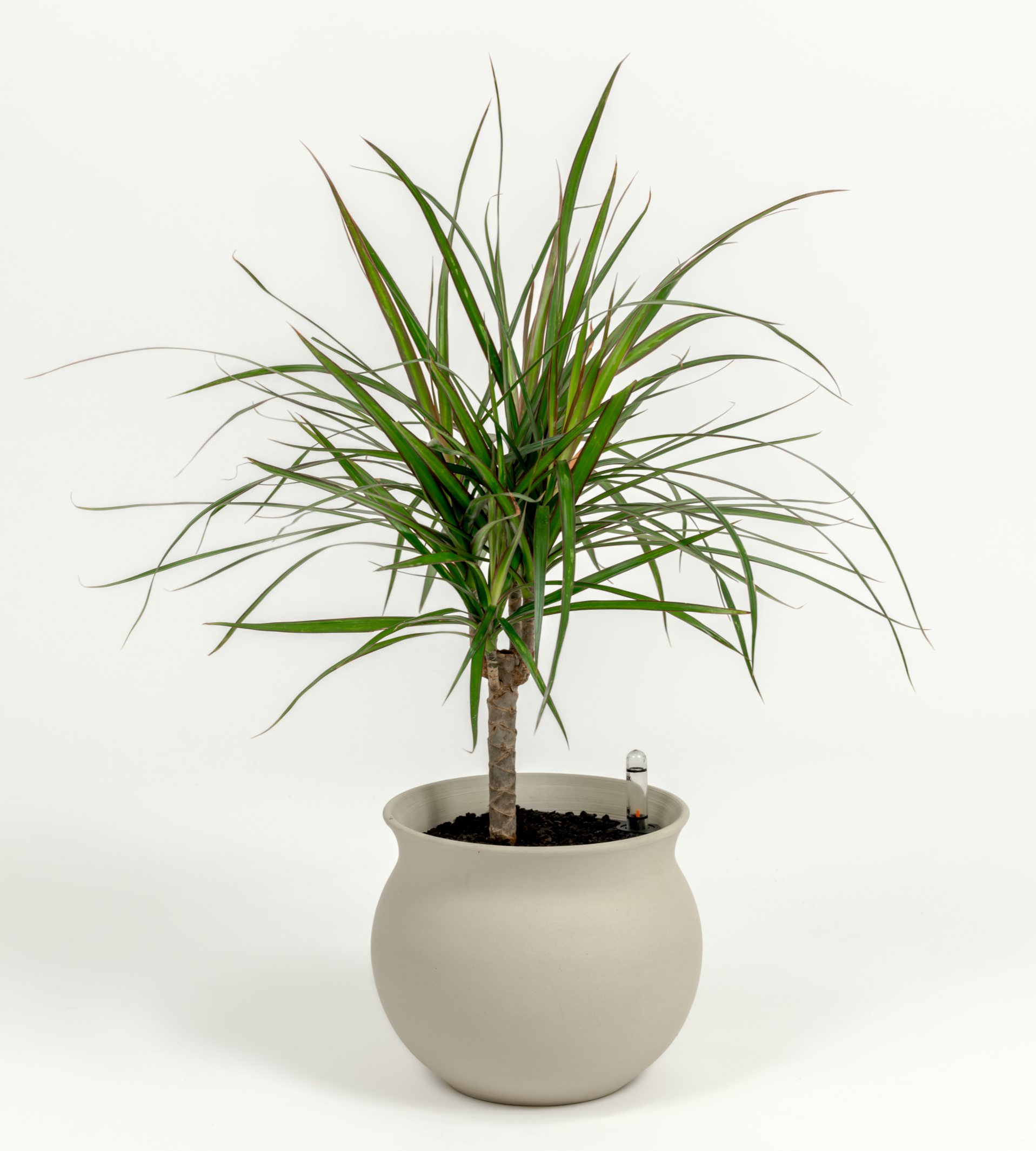 dracaena marginata lifespan Dragon Tree