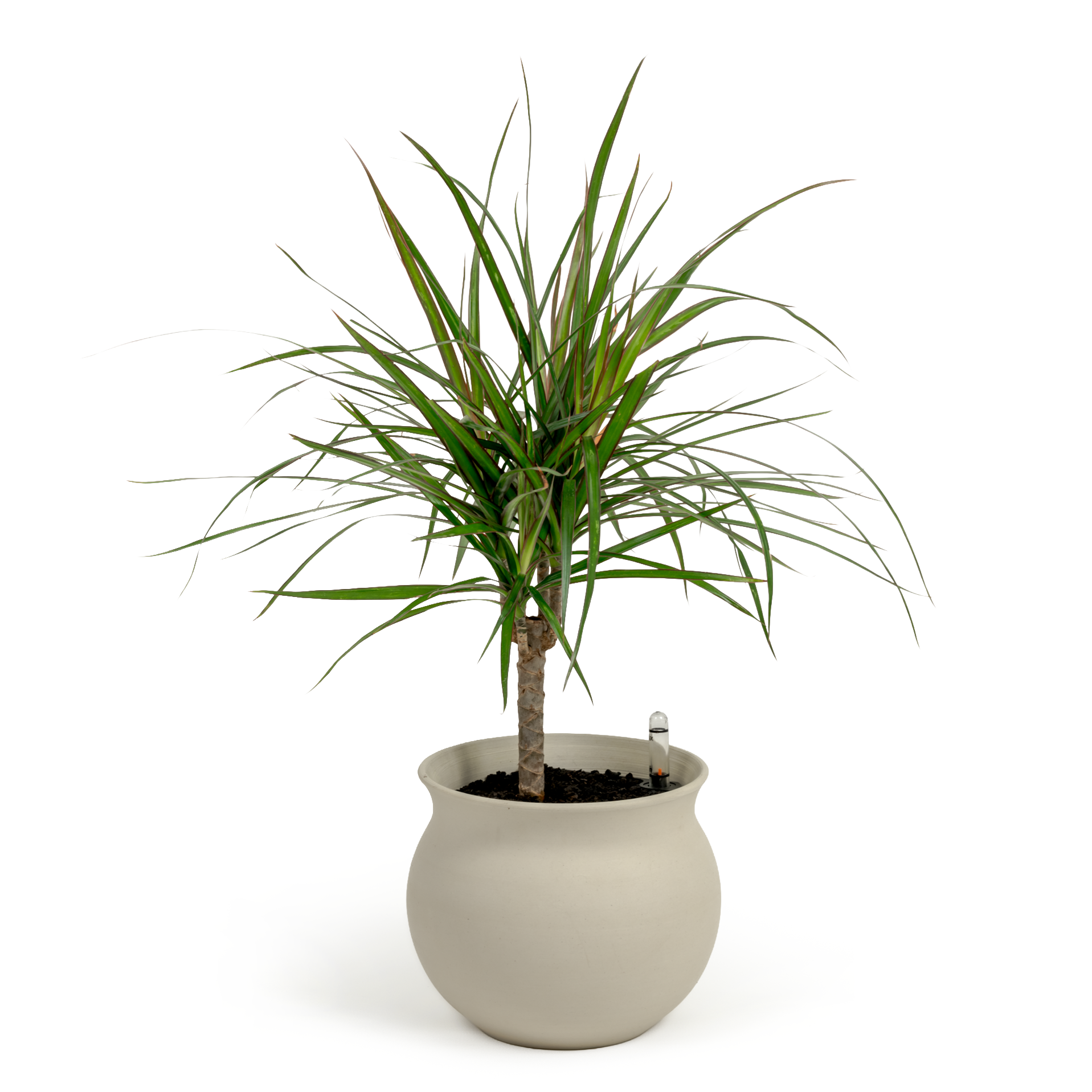 Dragon Tree