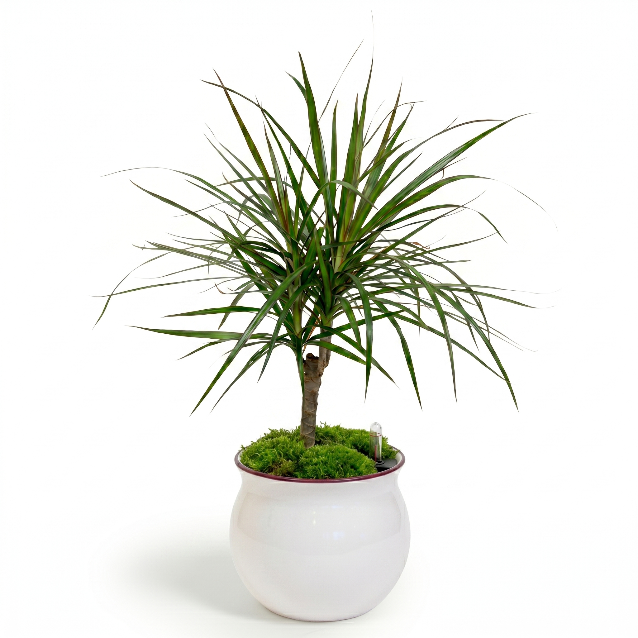 Dragon Tree