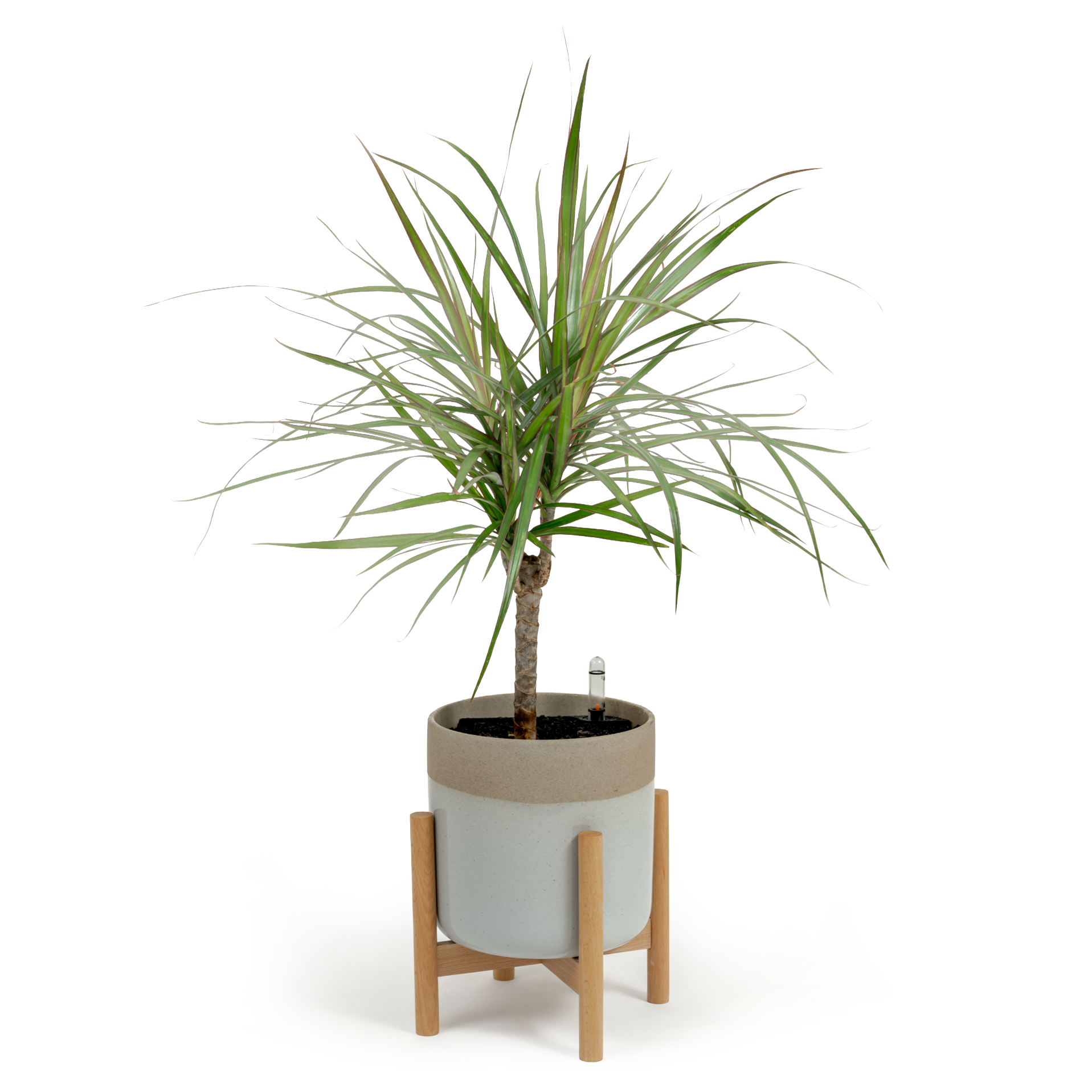 Dragon Tree