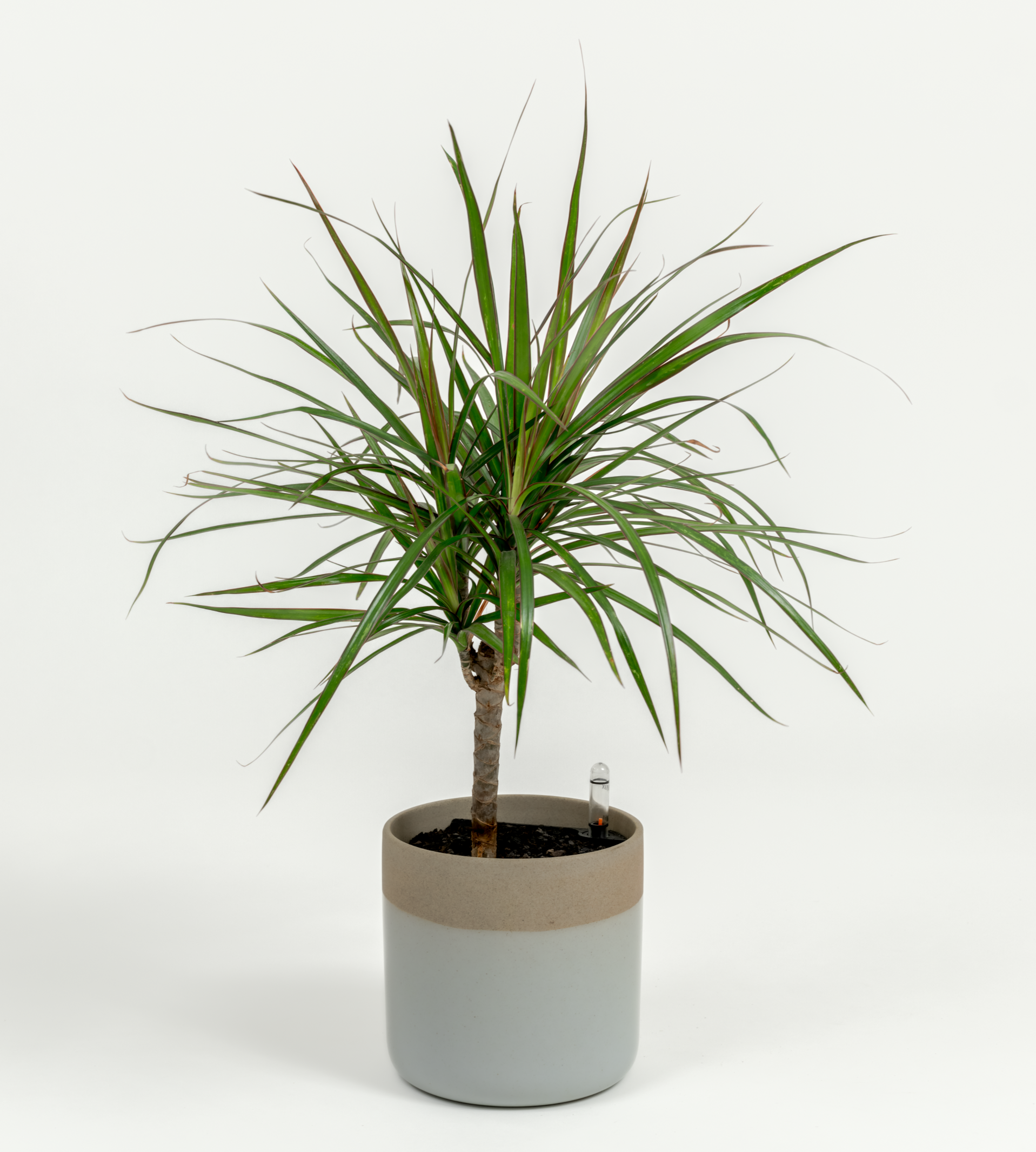 dracaena marginata small Dragon Tree - Dracaena marginata