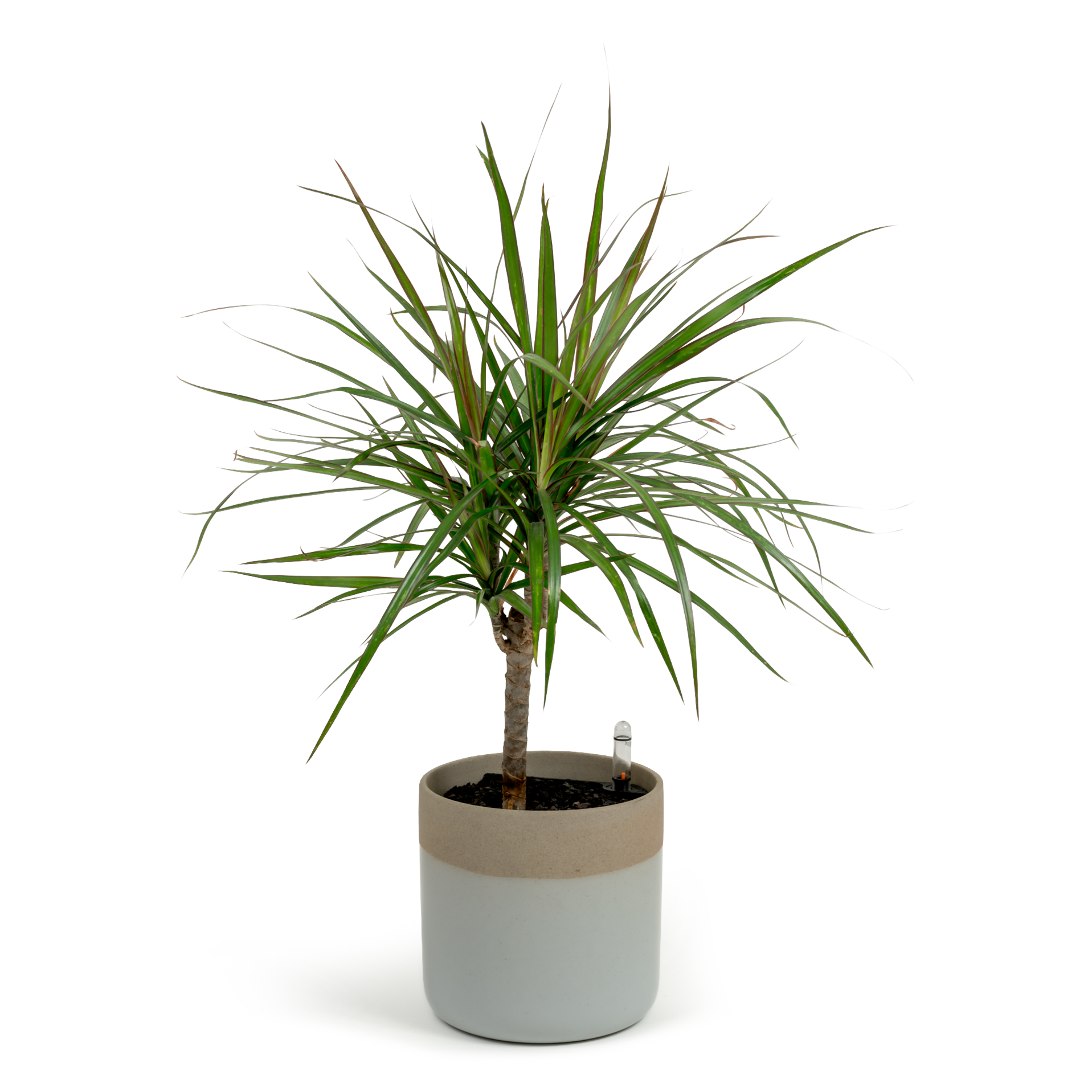 Dragon Tree