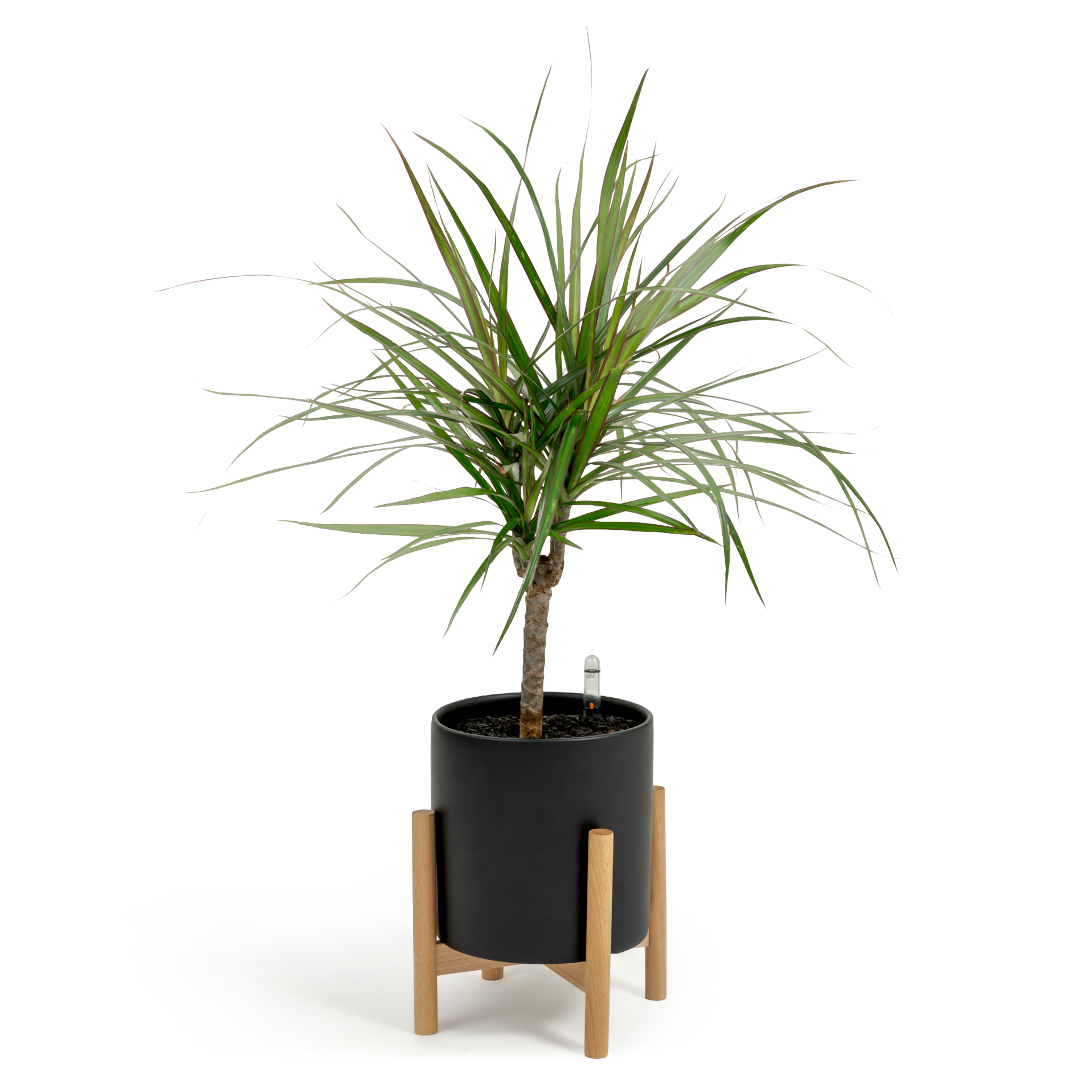 Dragon Tree