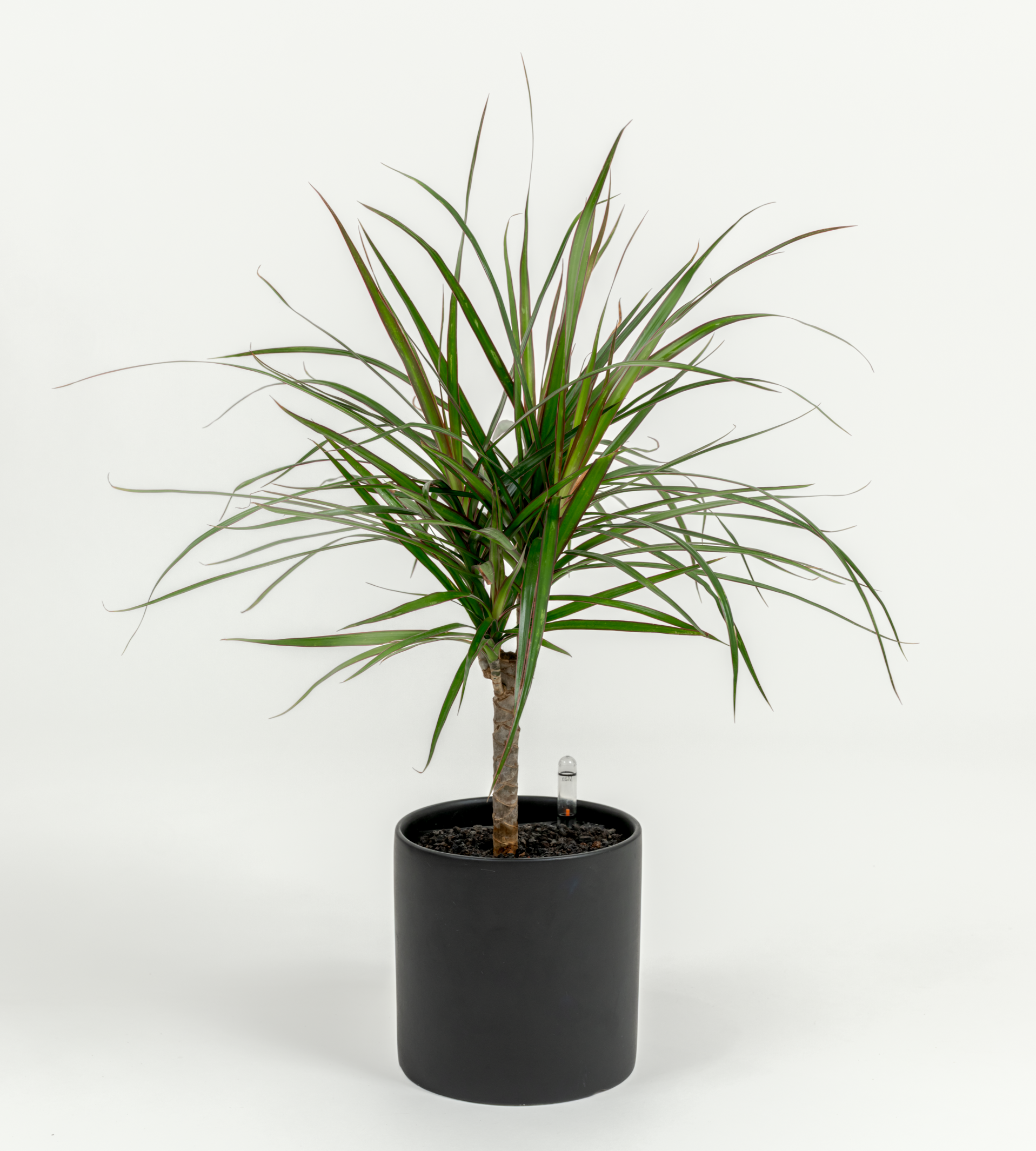 Dracaena marginata