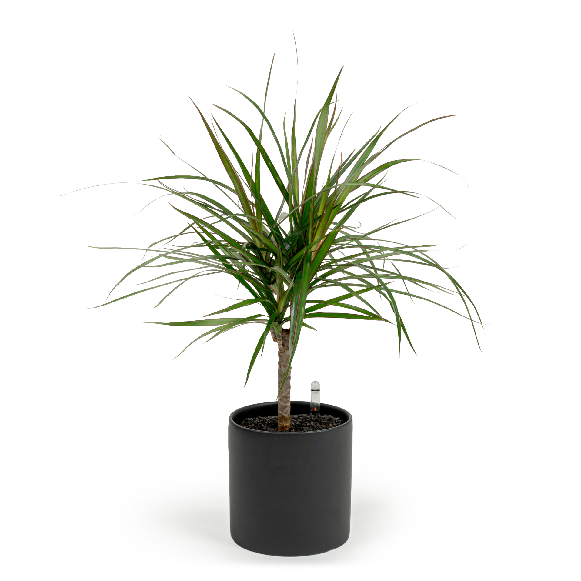 Dragon Tree