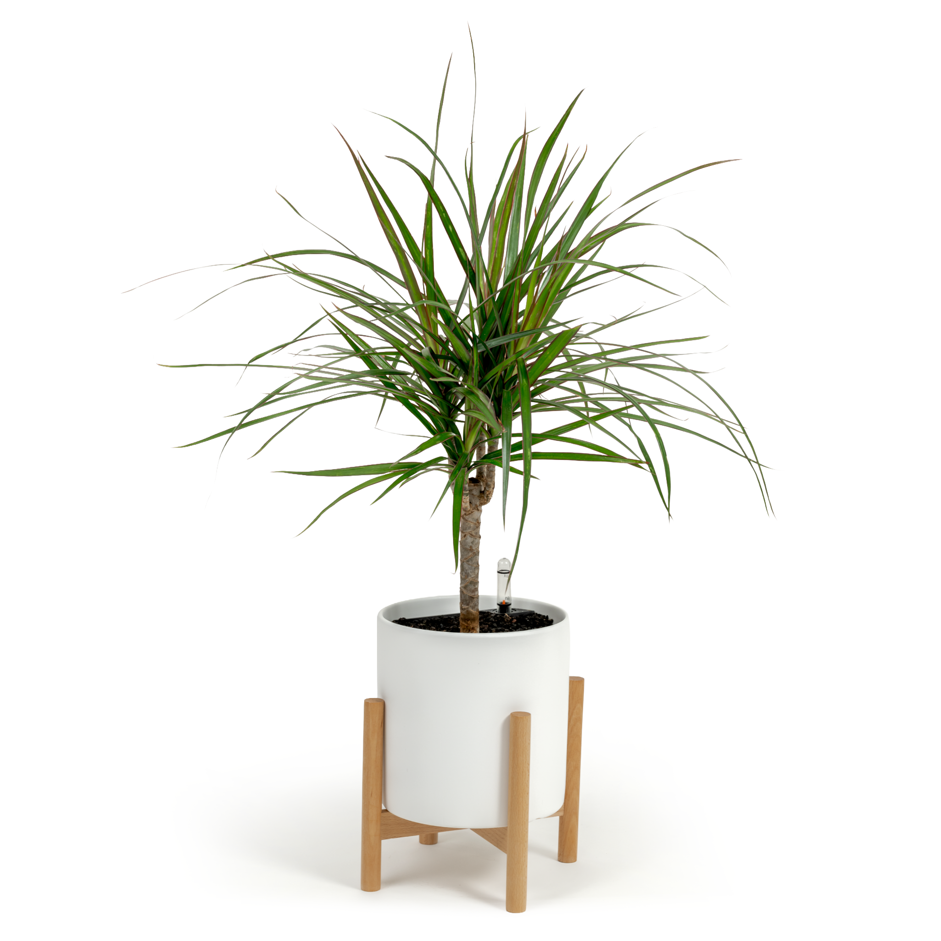 Dragon Tree