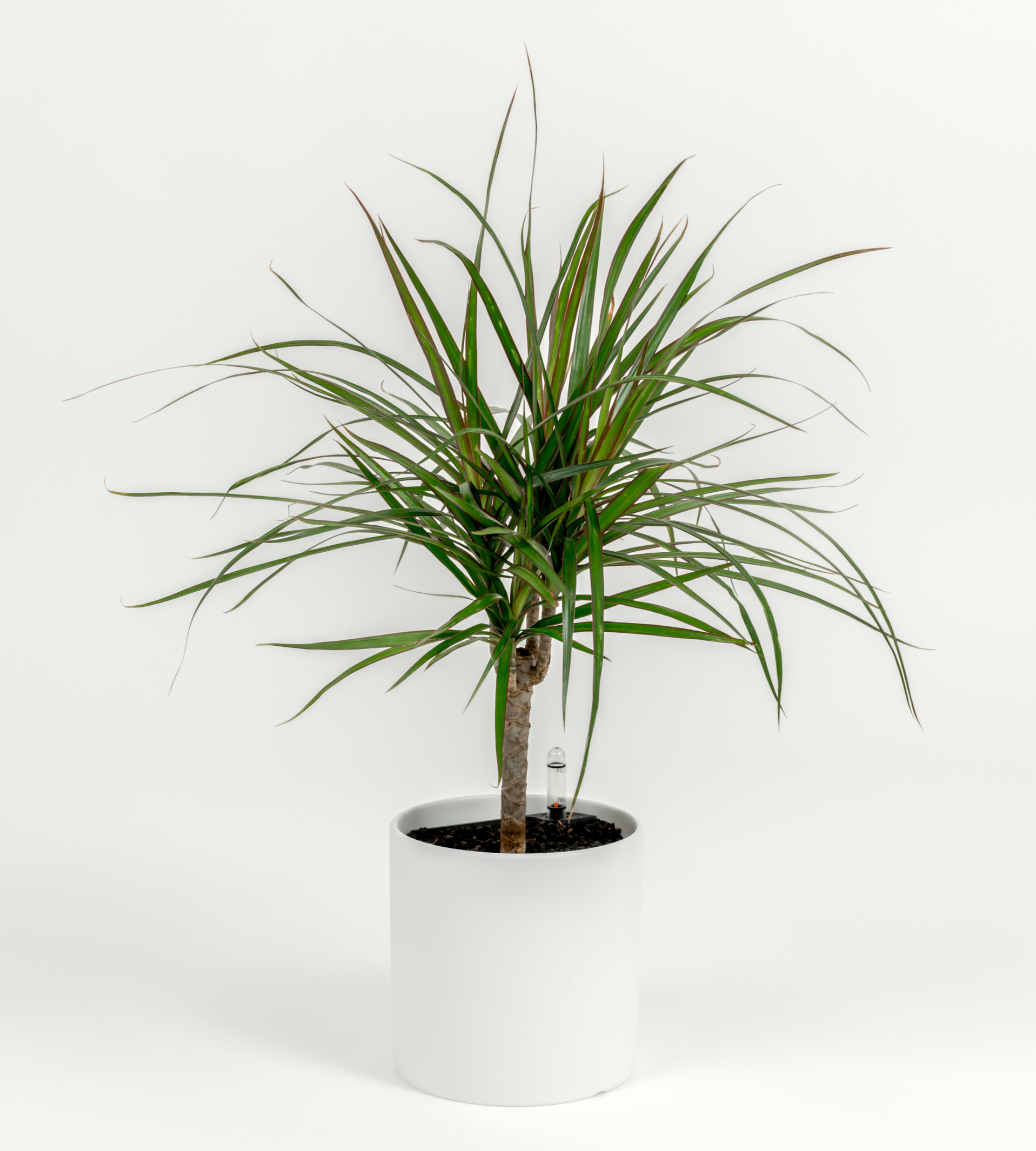 Dracaena marginata